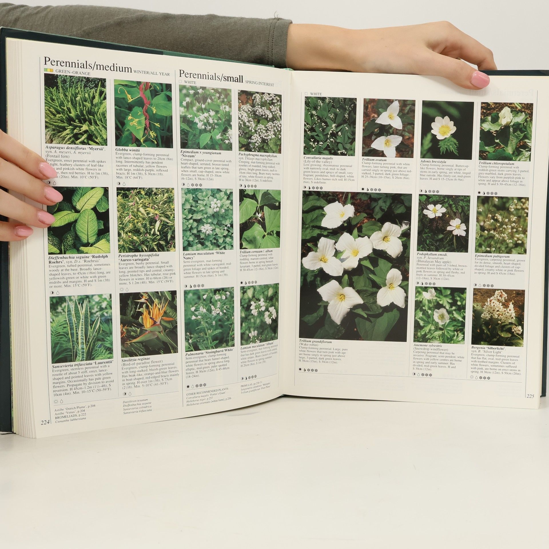 Autorenkollektiv The Royal Horticultural Society Gardeners' Encyclopedia of Plants and Flowers