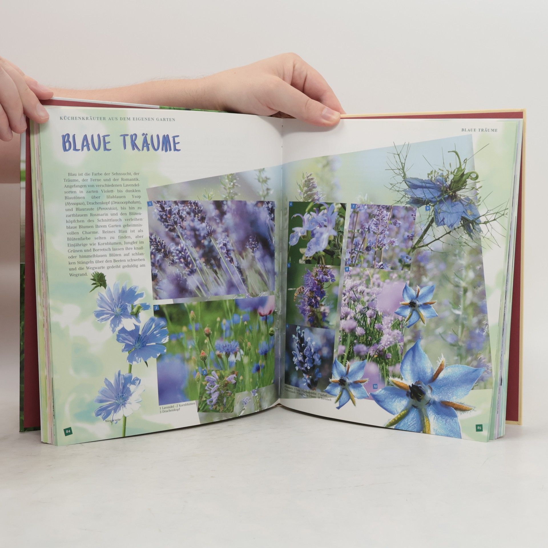 Birgit Busse Knaurs Kräuterbuch