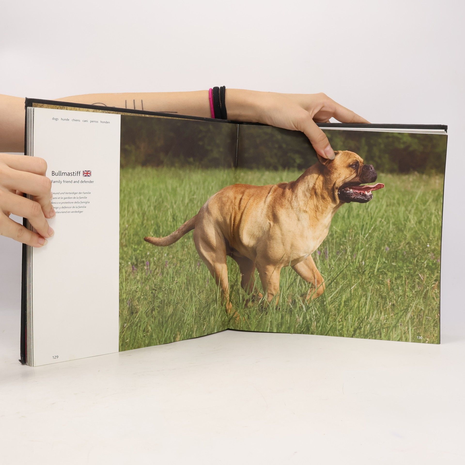 Collectif d'auteurs Dogs A-G: hunde chiens cani perros honde