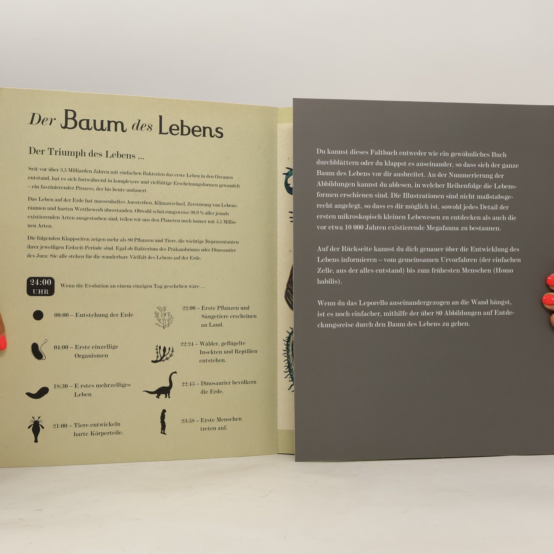 Katie Scott Der Baum des Lebens