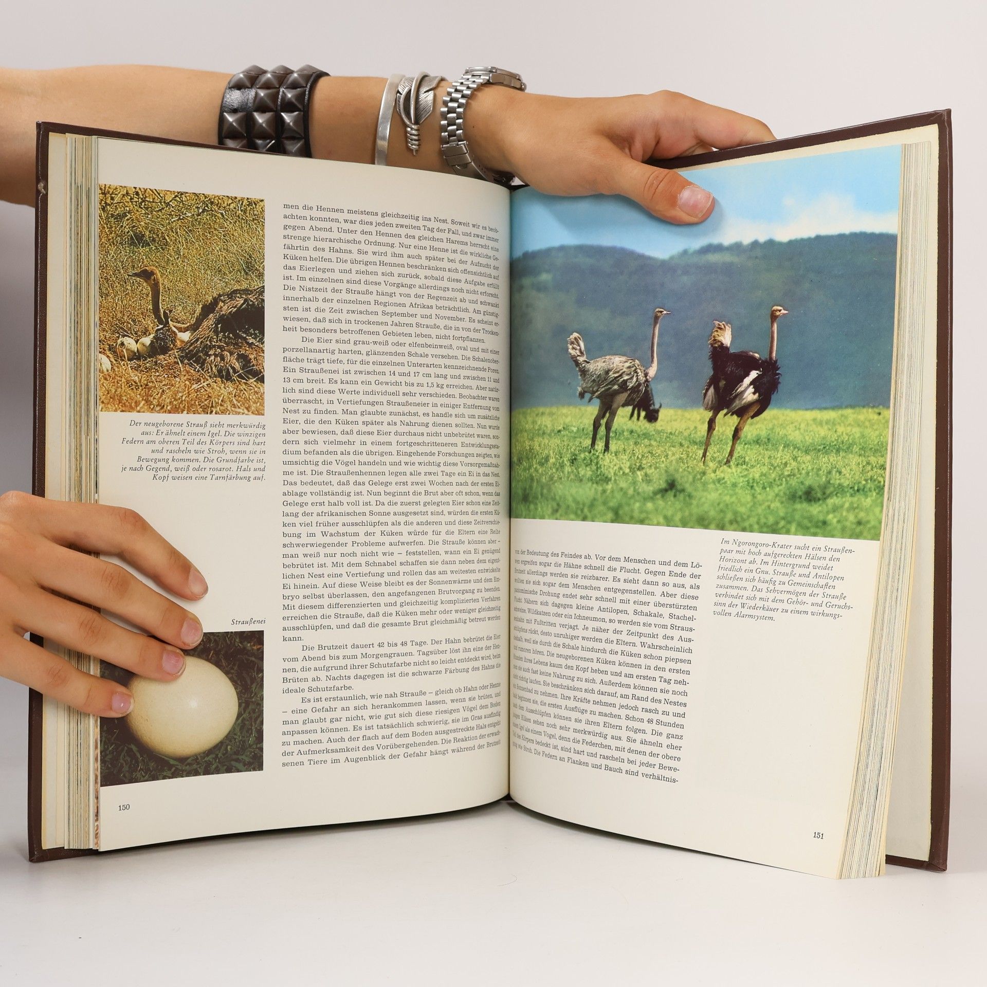 Autorenkollektiv Fauna 1. Afrika