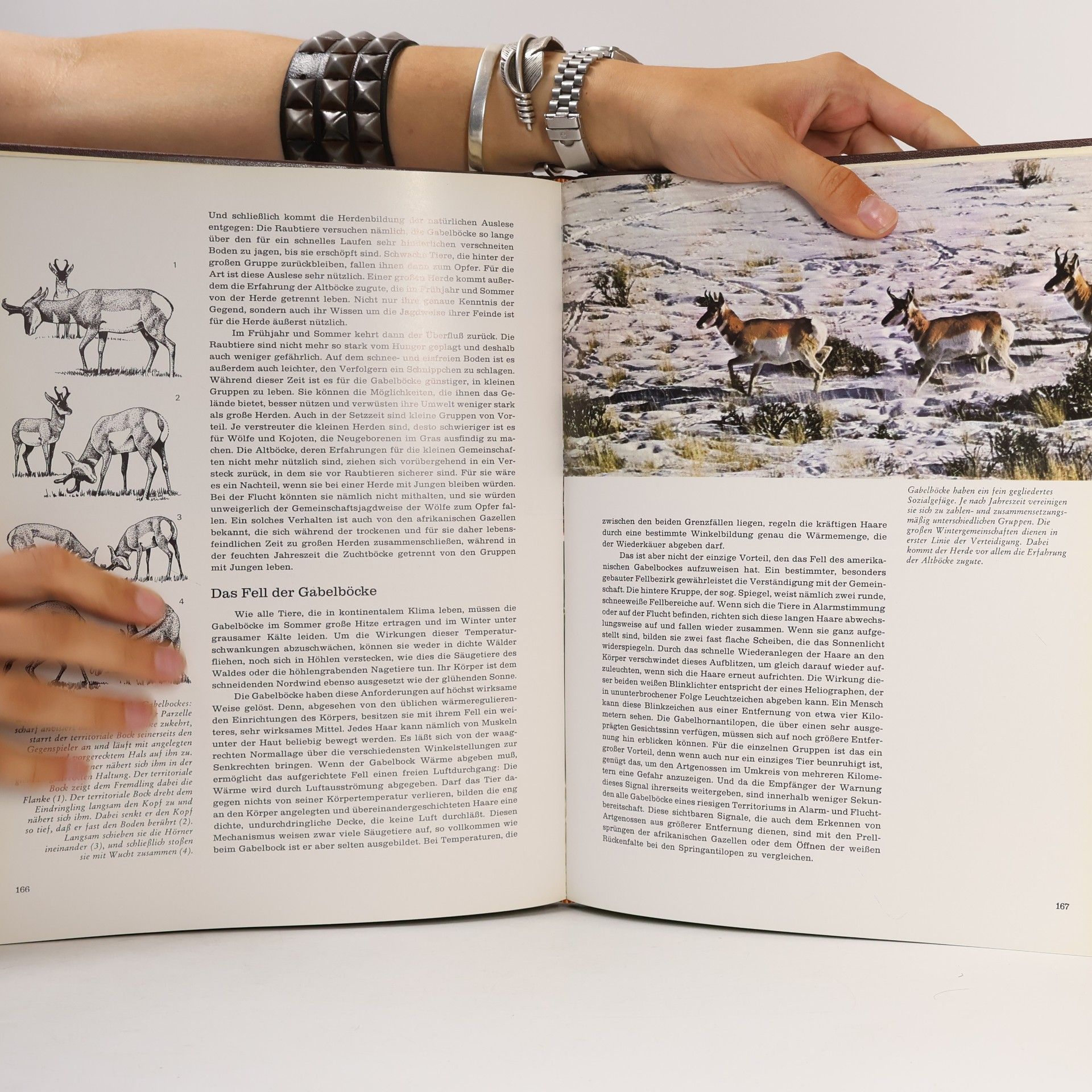 Various authors Fauna
