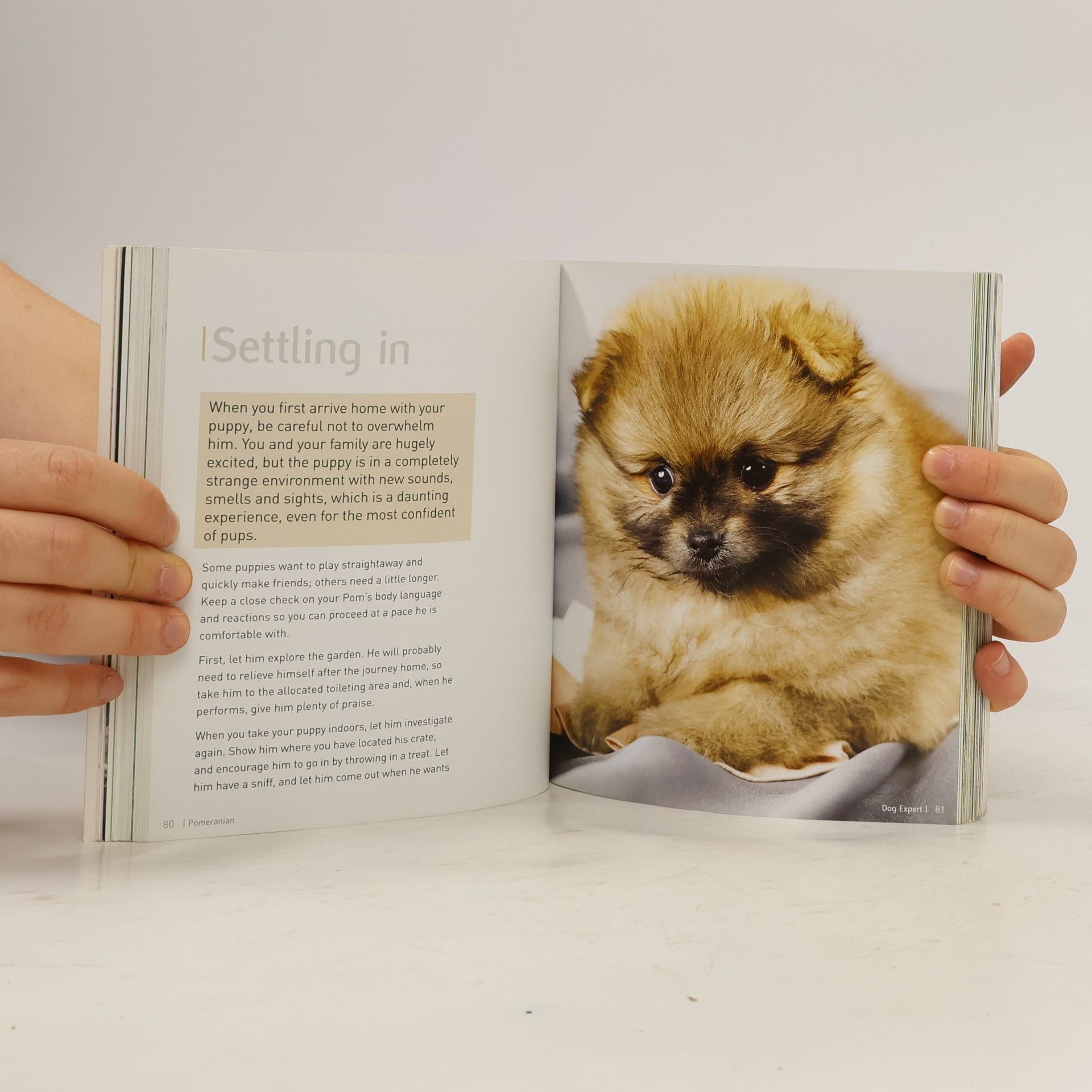 Jacqueline Gray Pomeranian - Dog Expert