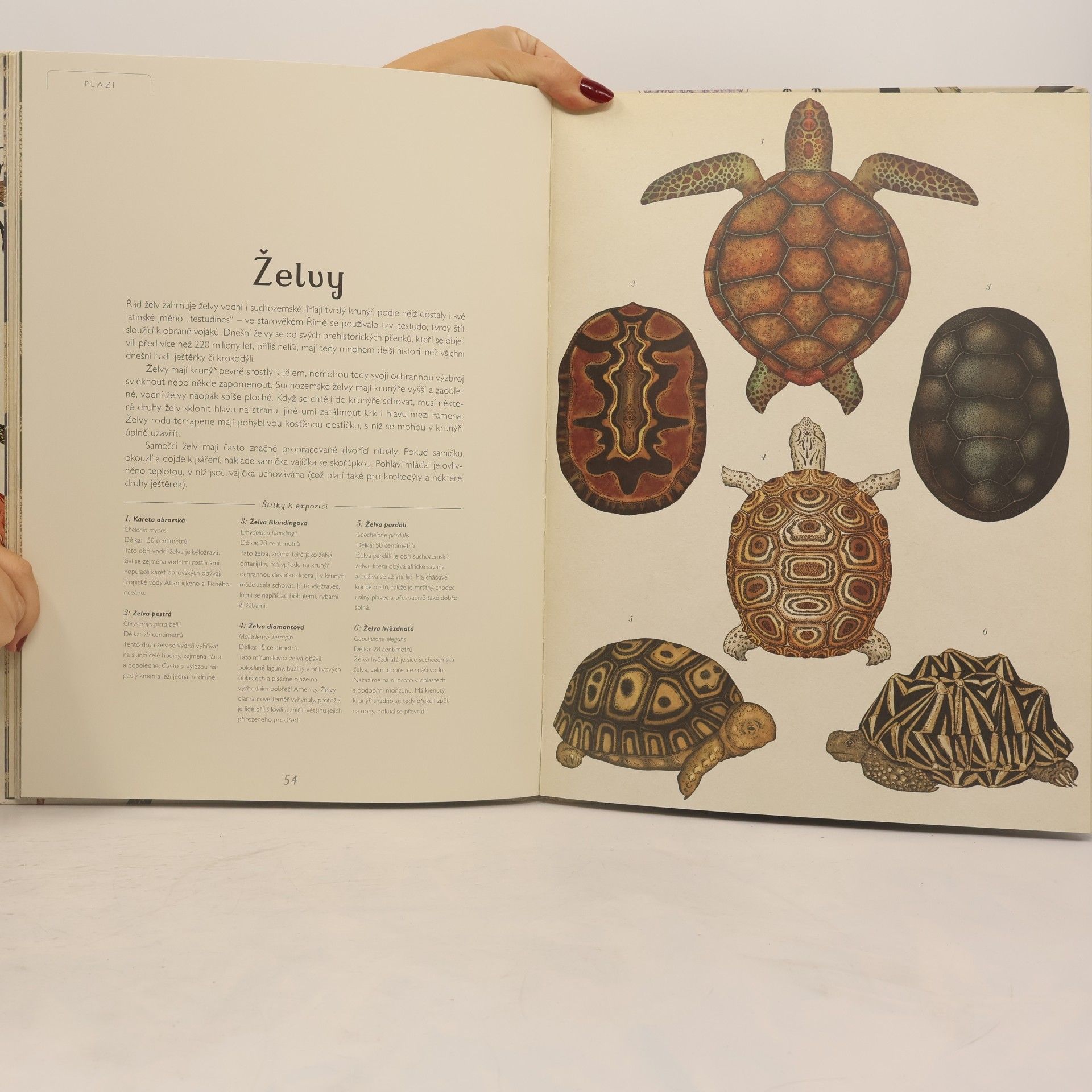 Katie Scott Animalium