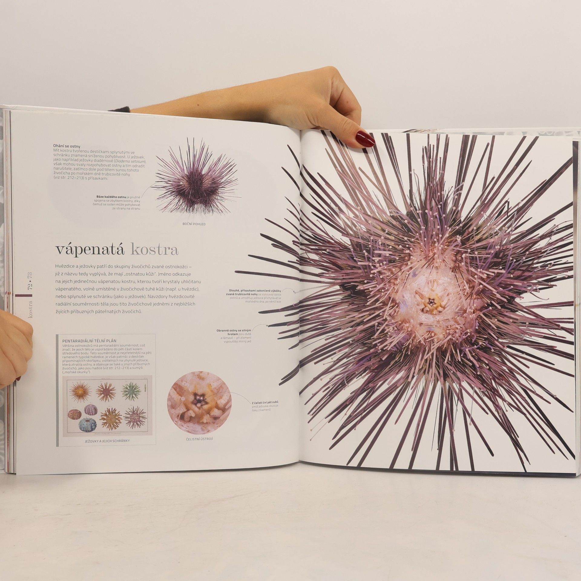 Autores varios Fauna - Fascinující svět zvířat