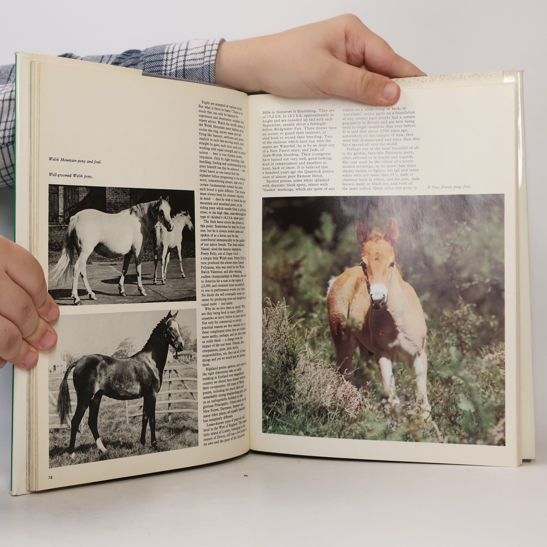 Book of the Horse
