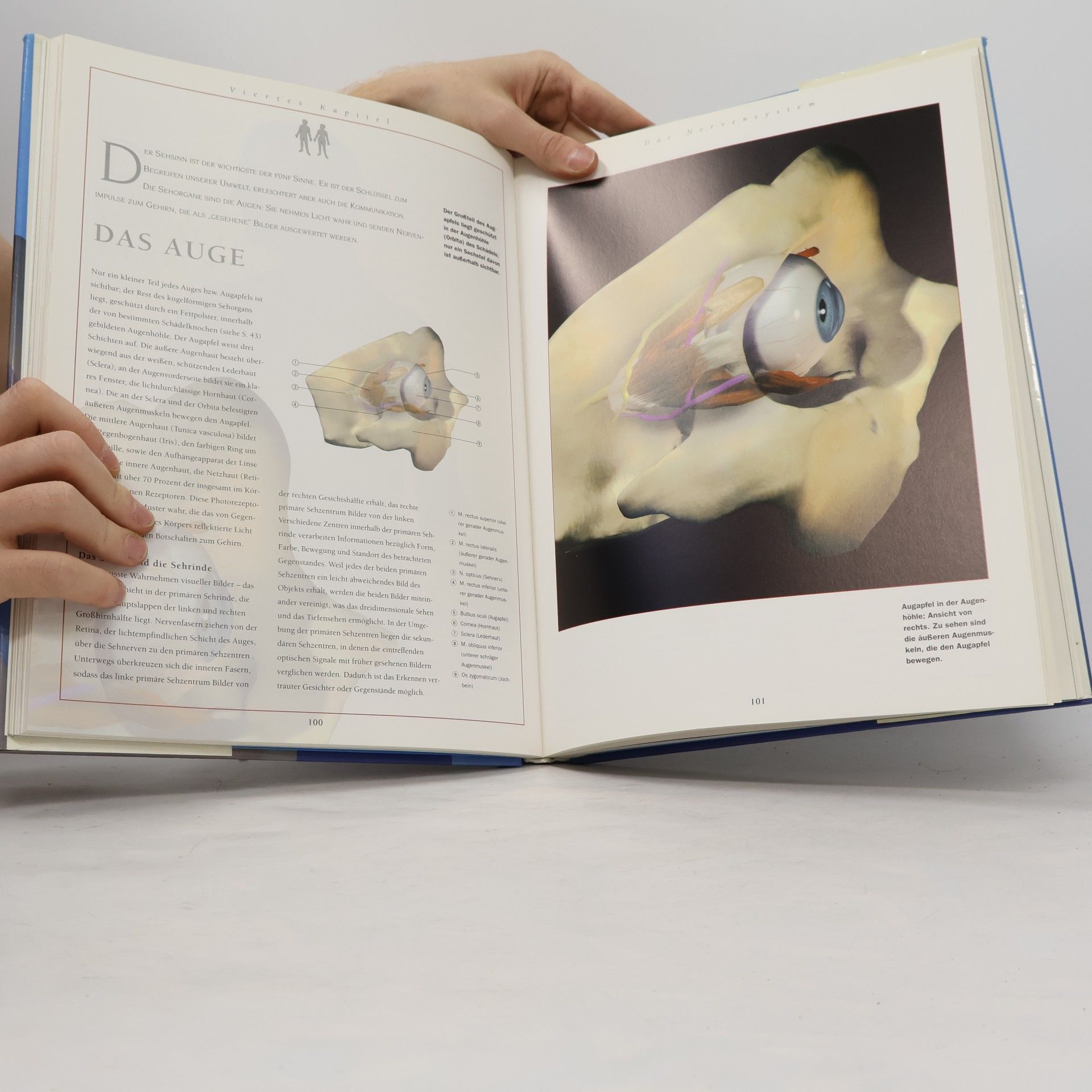 Thomas O. McCracken Der 3D Anatomie Atlas