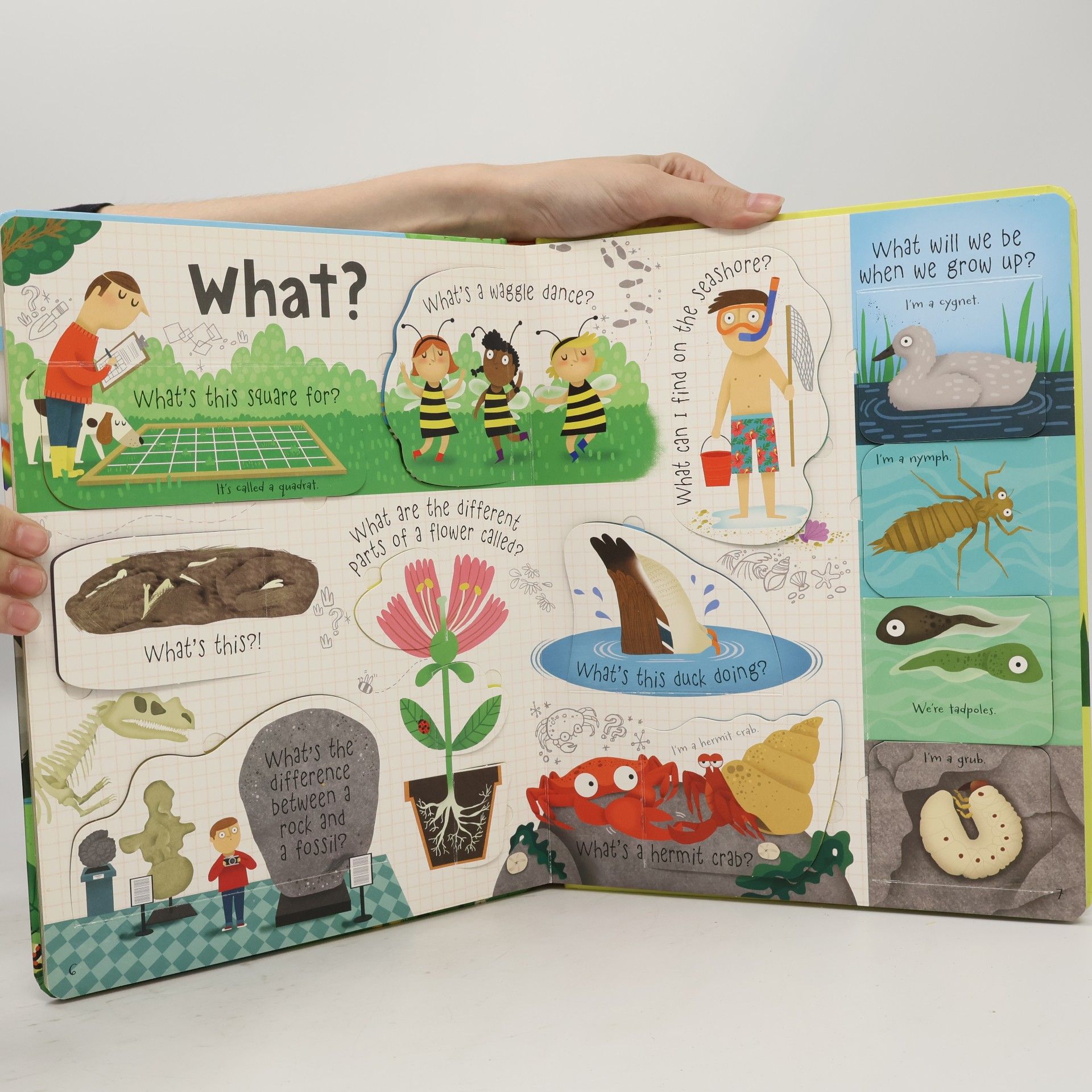 Katie Daynes Questions and Answers about Nature