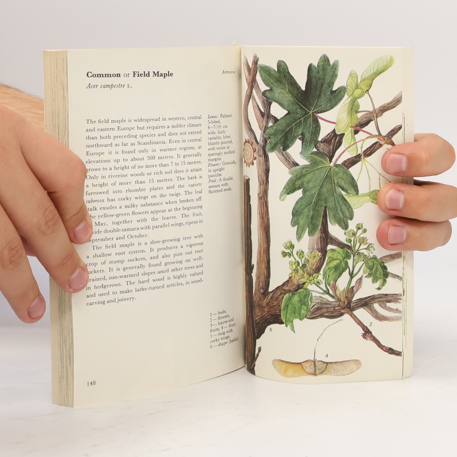 Jaromír Pokorný A colour guide to familiar trees, leaves, bark and fruit