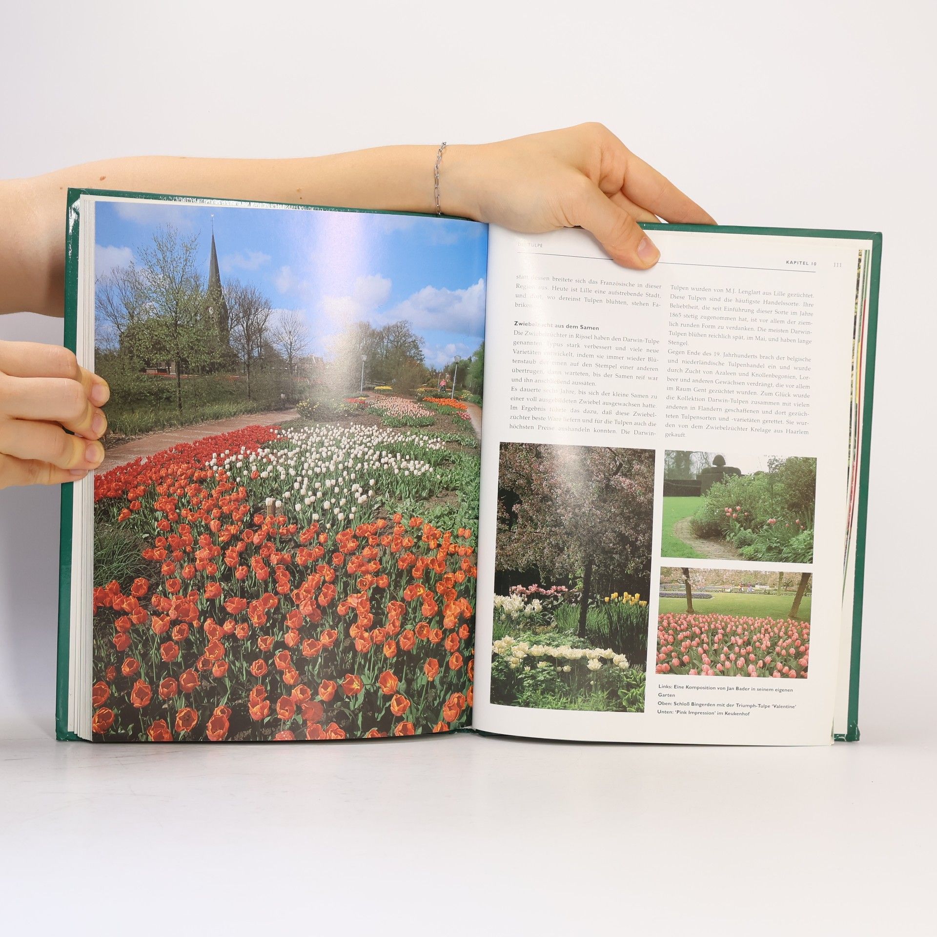 Arend Jan van der Horst Die Tulpe - Das Symbol von Sonne und Frühling - Eine Inspiration für jeden Gartenfreund