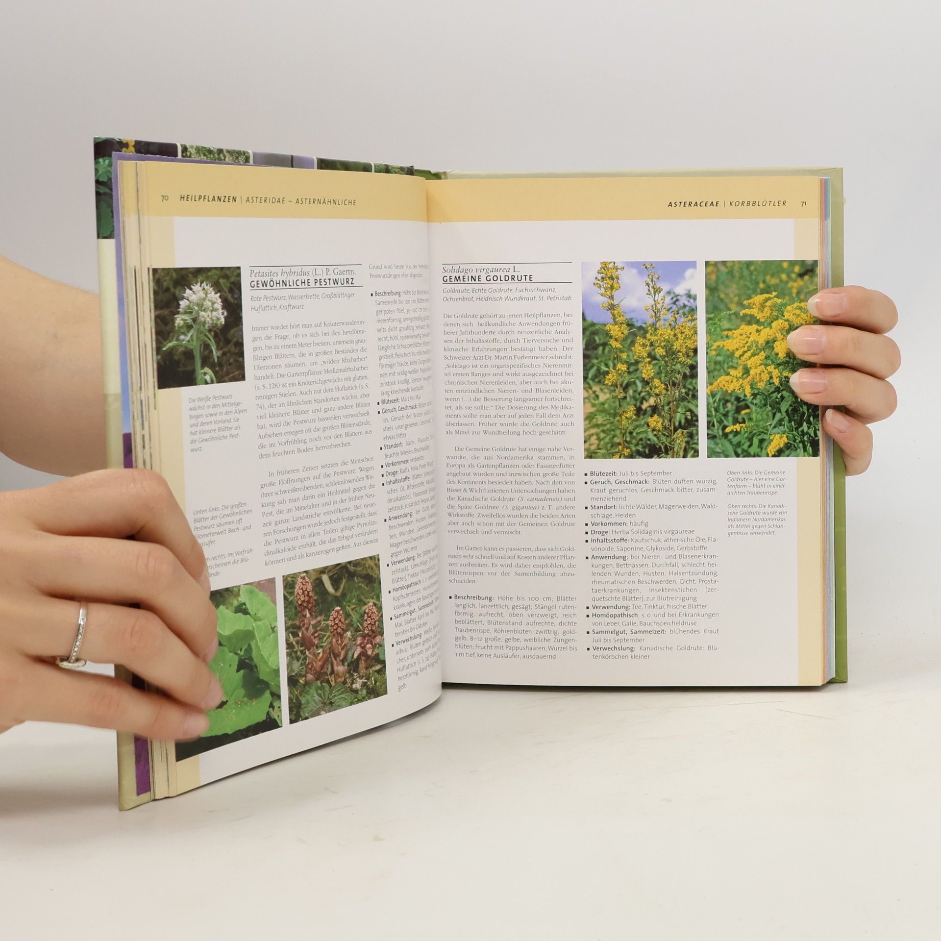Ute Künkele Heilpflanzen & Kräuter: Bestimmen, Sammeln, Anwendung und Wirkung
