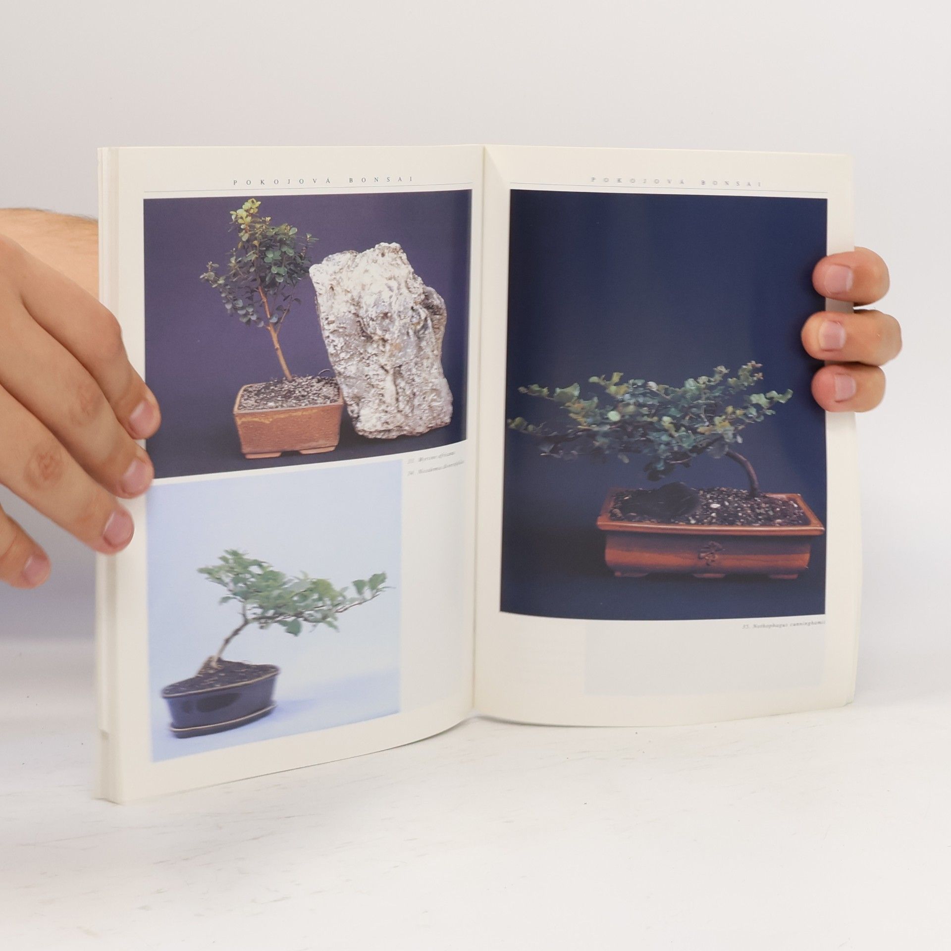 Jindřich Votýpka Pokojová bonsai
