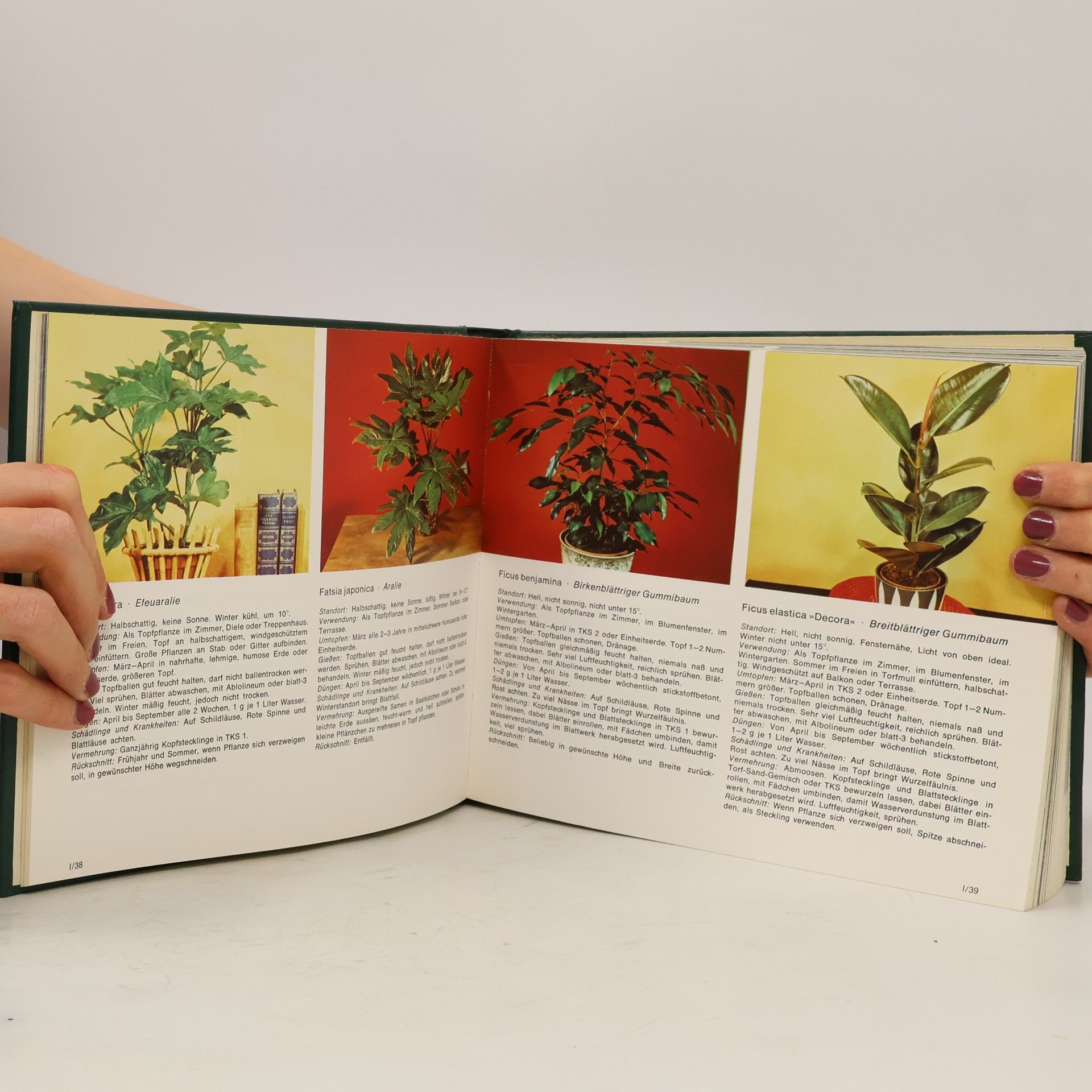 Various authors Zimmerpflanzen. Kakteen. Blumenpracht. Ikebana