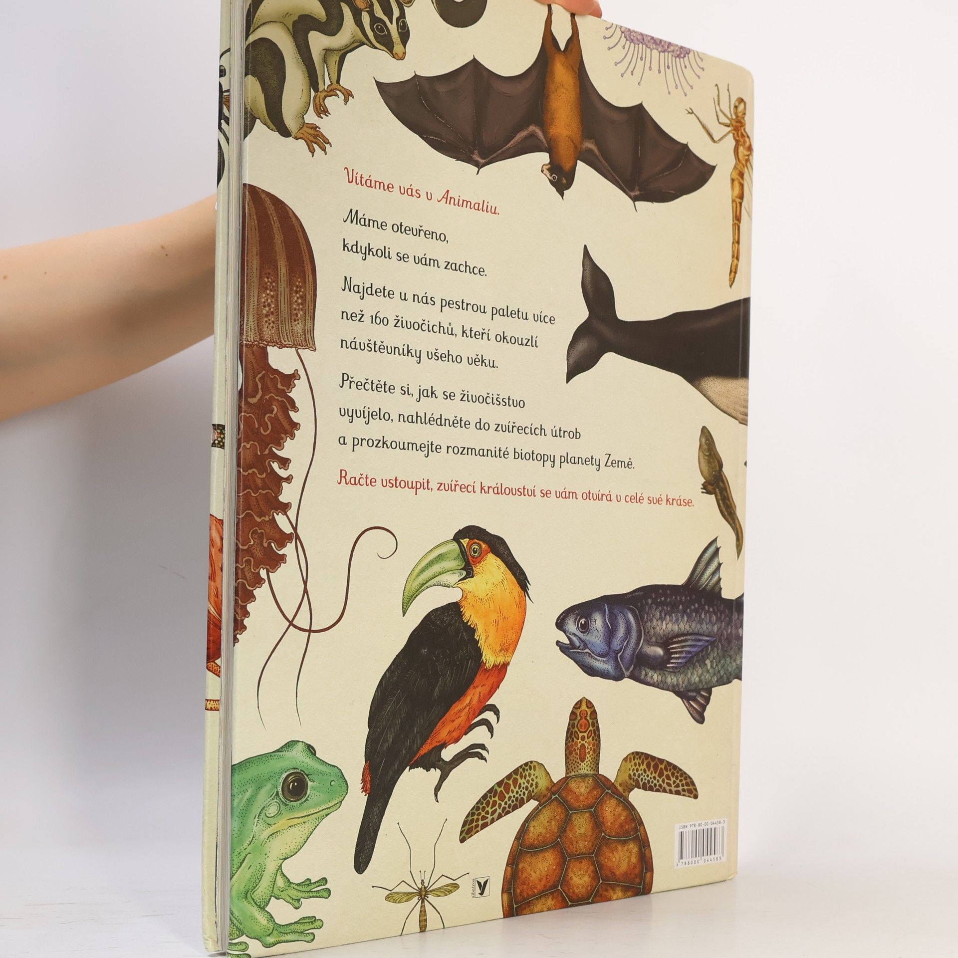 Katie Scott Animalium