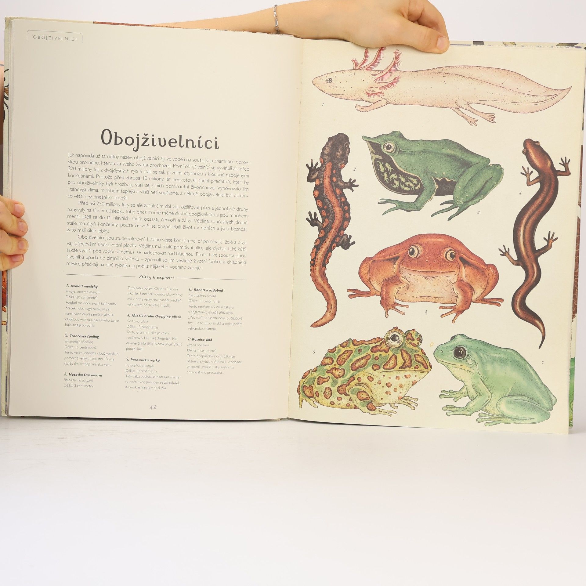 Katie Scott Animalium