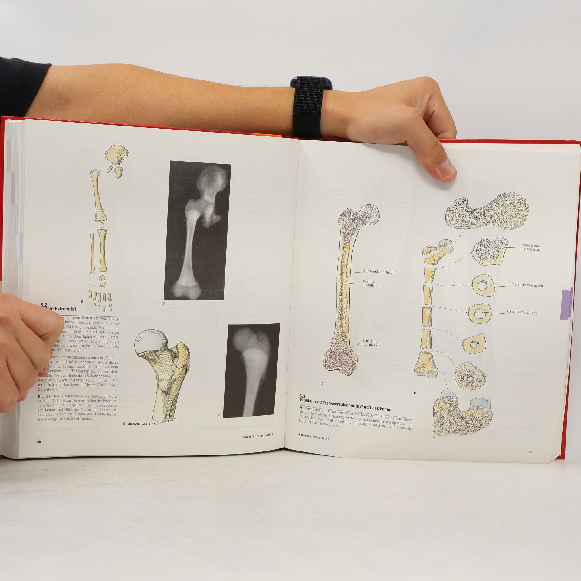 Anne M. R. Agur Grants Anatomie