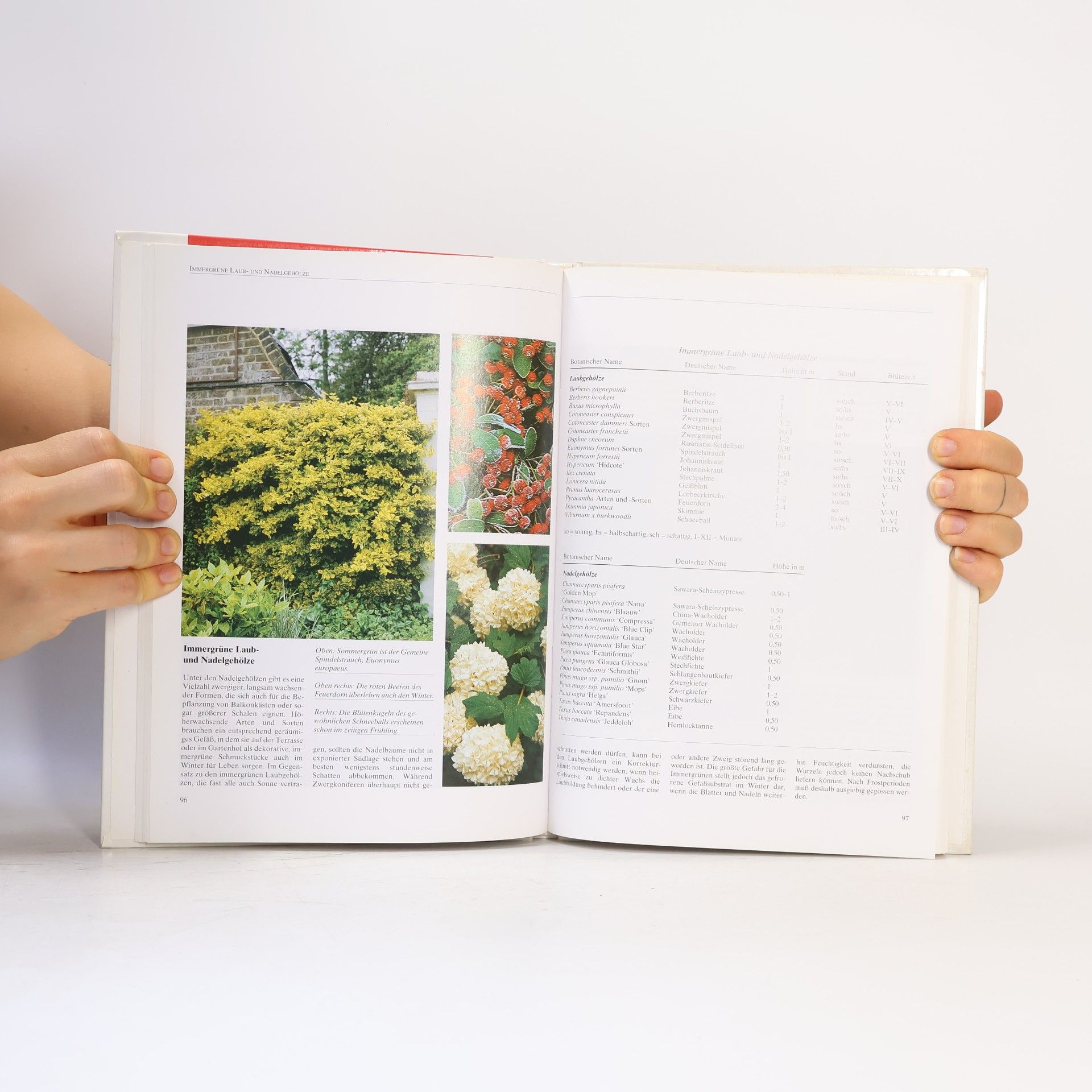 Autores varios Blumen und Pflanzen auf Balkon und Terrasse