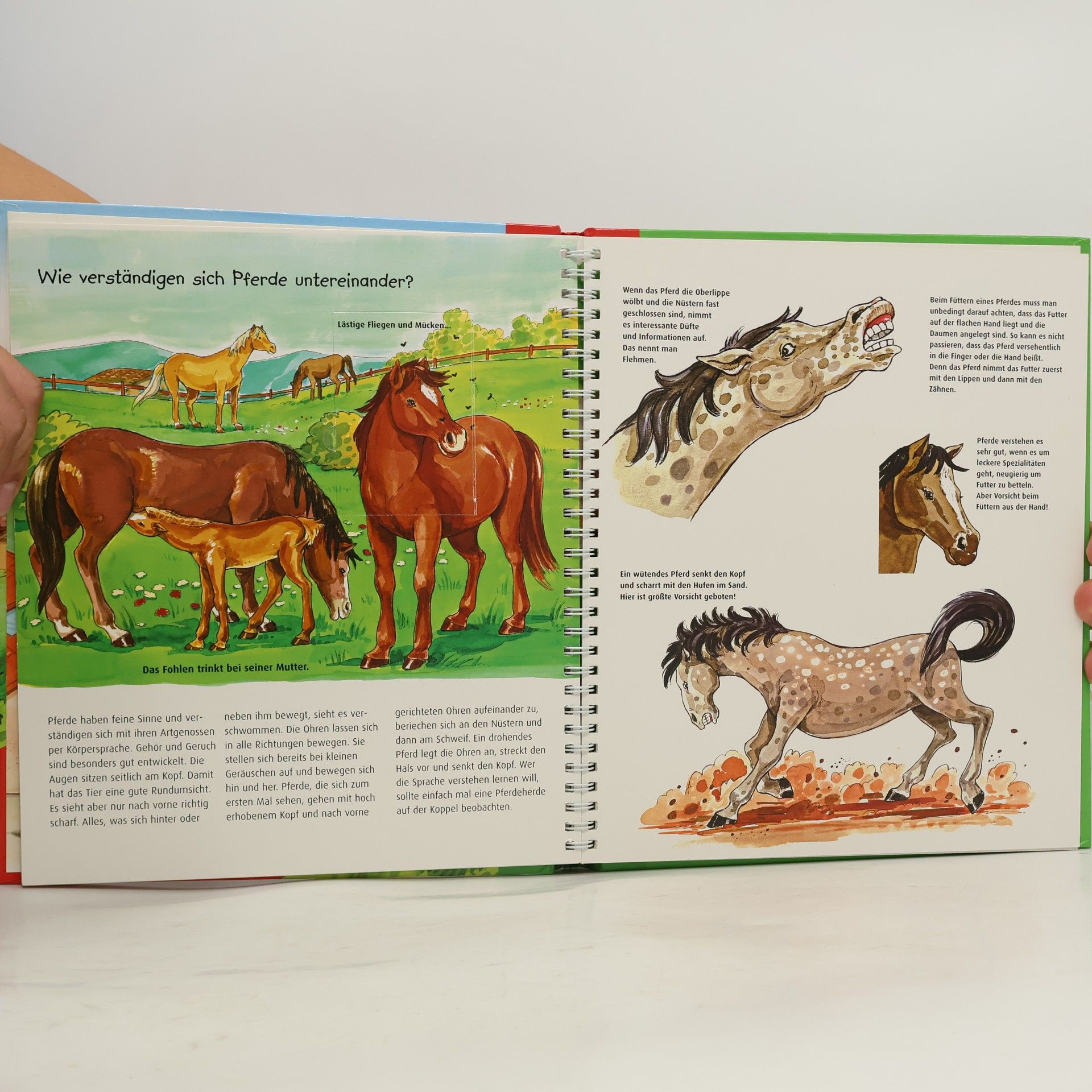 Autorenkollektiv MiniMaxiWissen: Pferde und Ponys