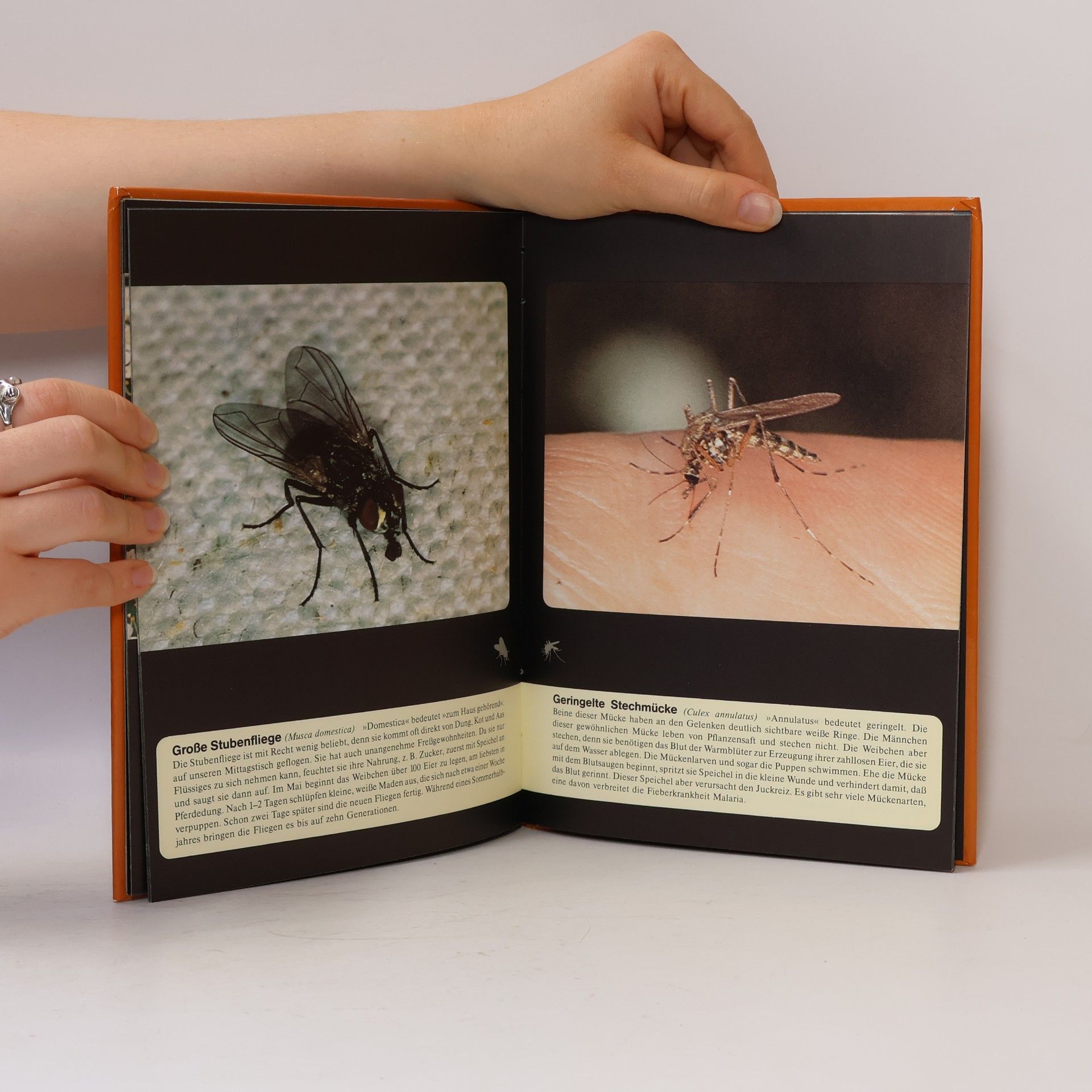 Astrid Bergman Sucksdorff Oetinger-Naturbücher: Insekten