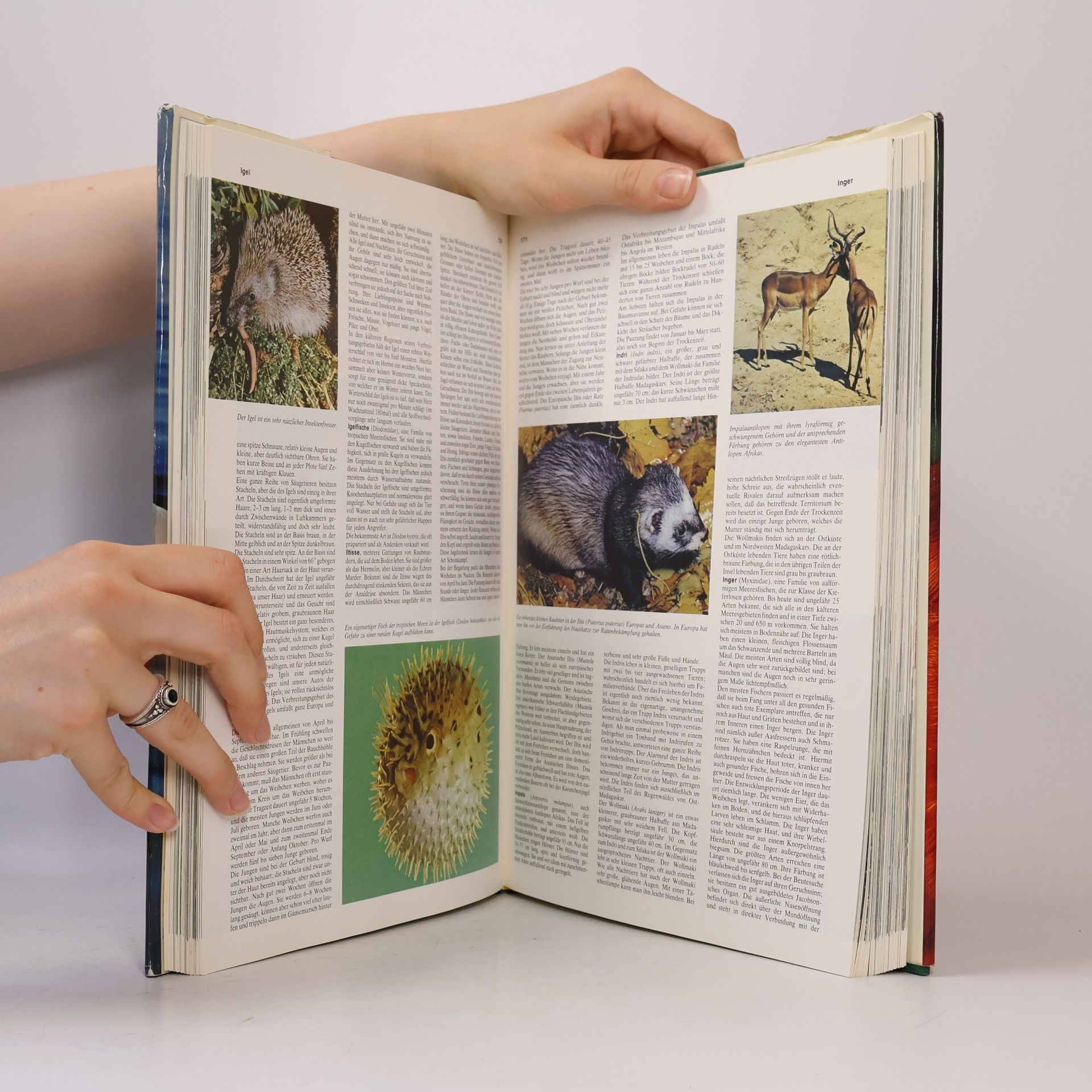 Various authors Das große farbige Tierlexikon