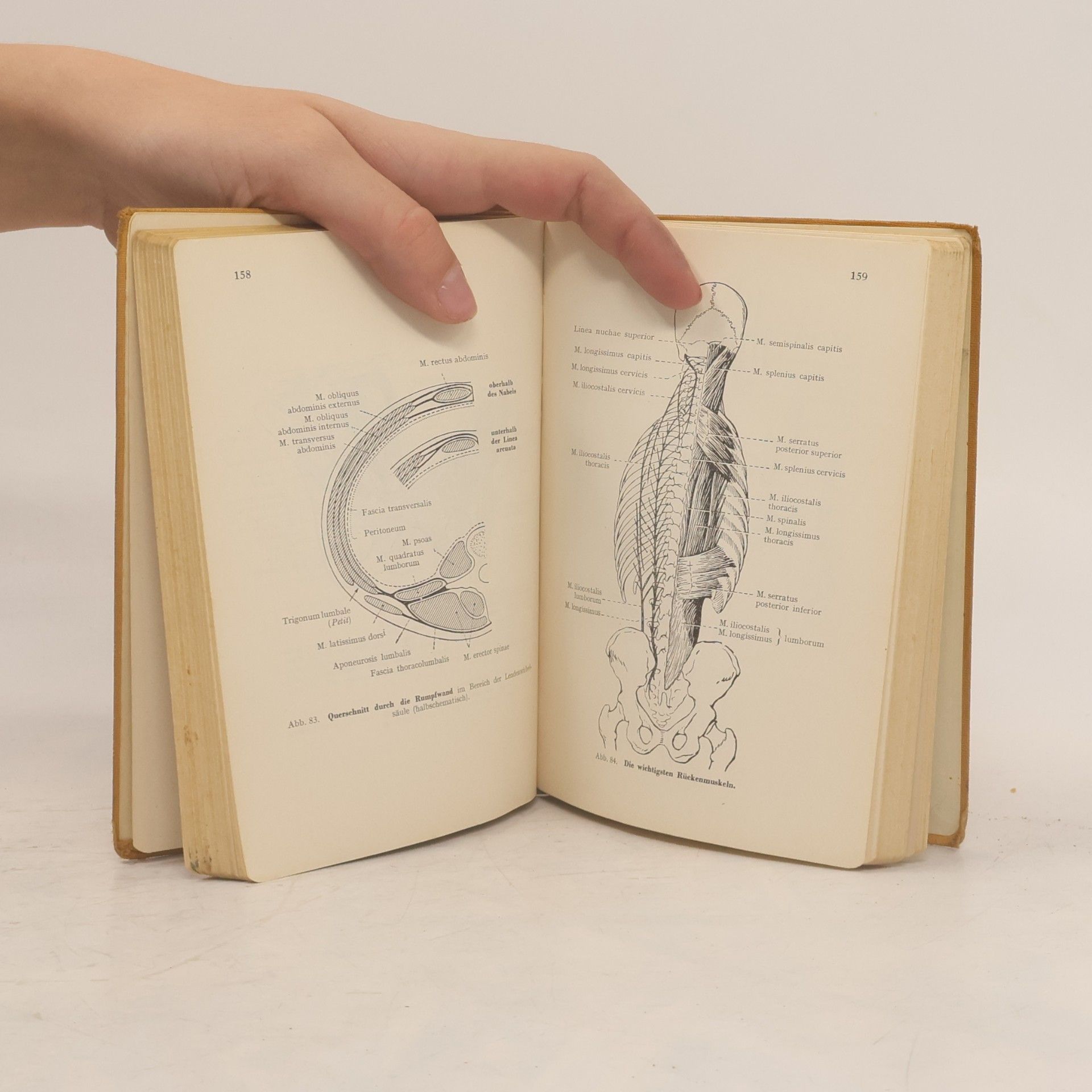 Hermann Voss Taschenbuch der Anatomie. Band I