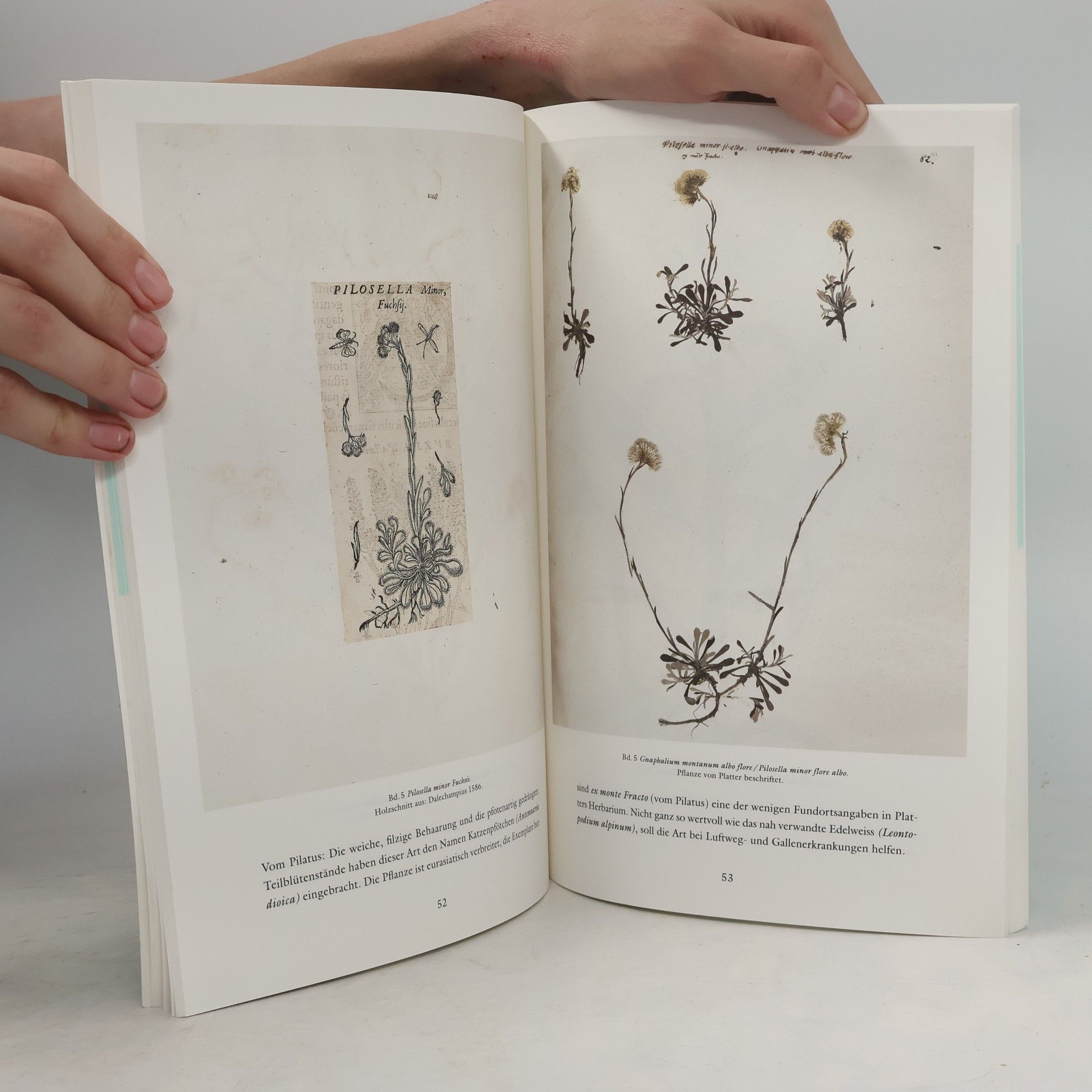 kolektiv Pflanzen und Illustrationen aus dem Herbarium von Felix Platter