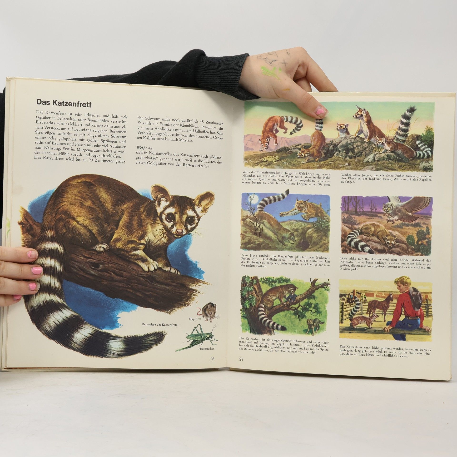 Rinaldo D. D'Ami Bunter Kinder-Kosmos. Tiere aus Prärie und Strom