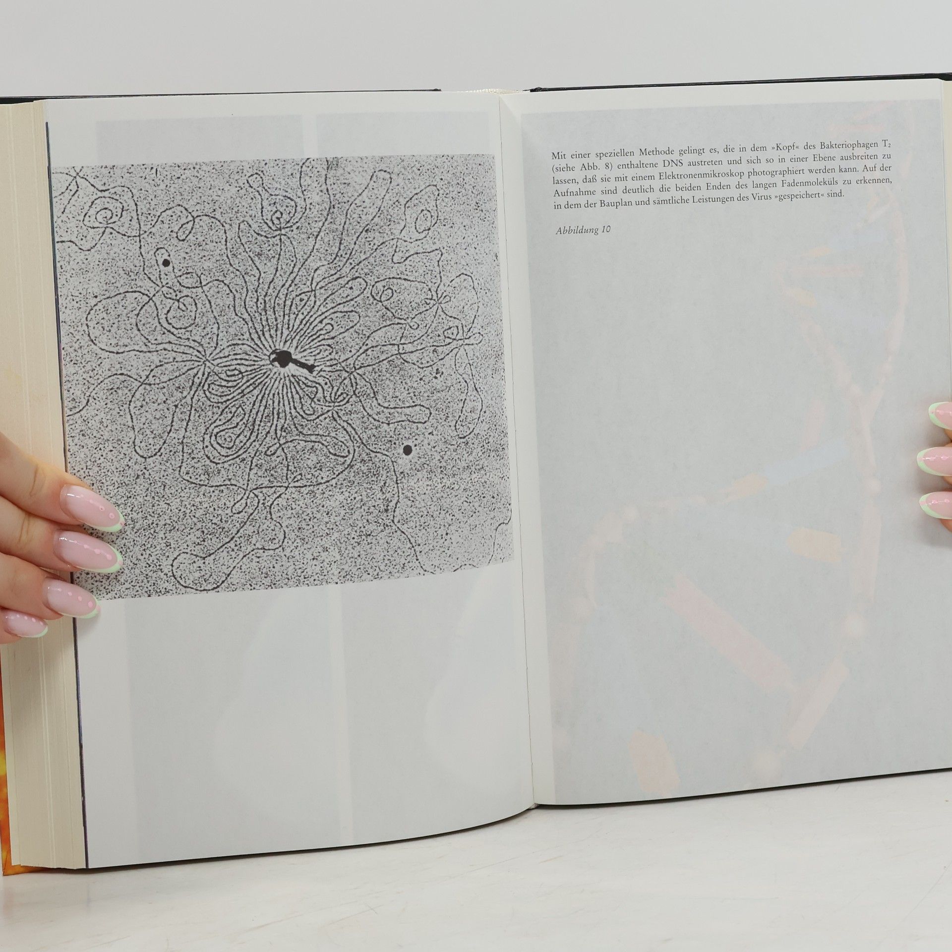 Hoimar von Ditfurth Im Anfang war der Wasserstoff