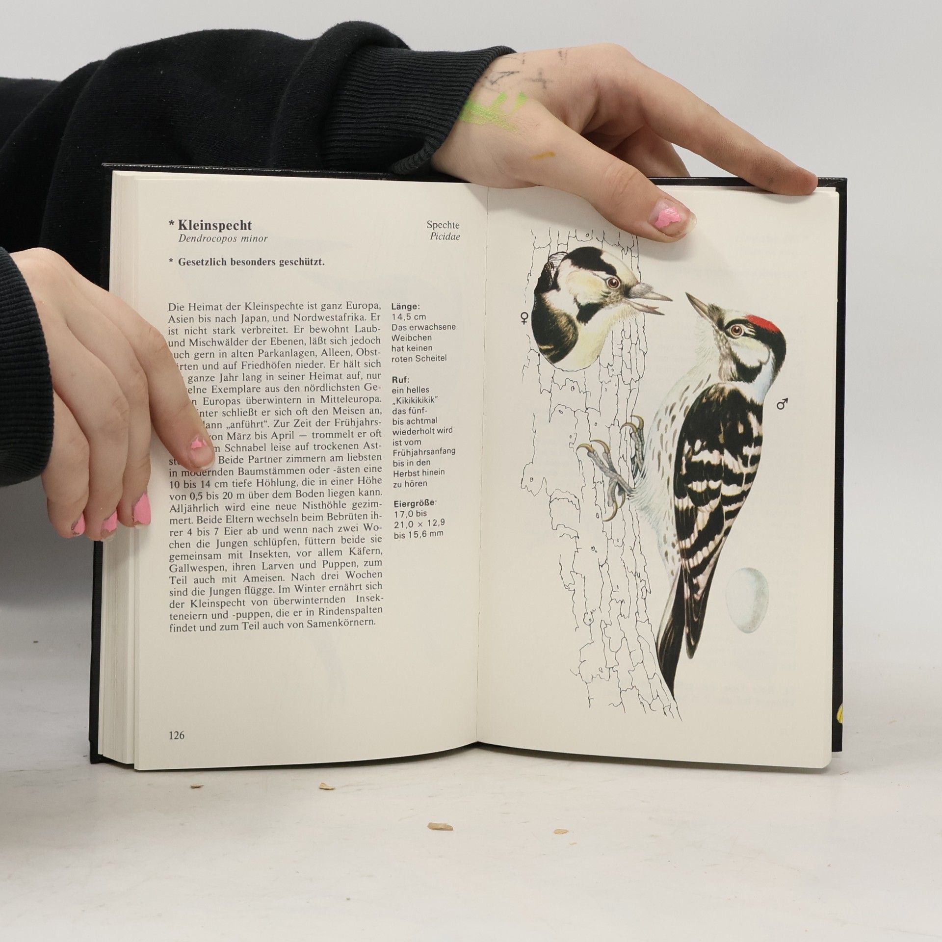 Autorenkollektiv Vögel in Garten und Feld