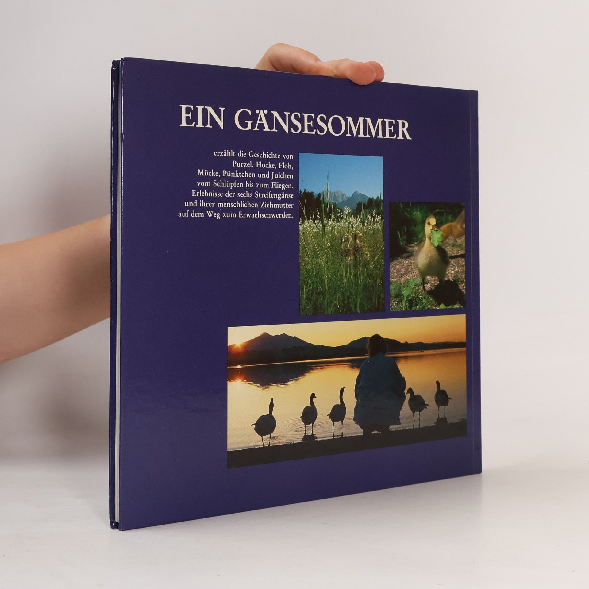 Angelika Höfer Ein Gänsesommer