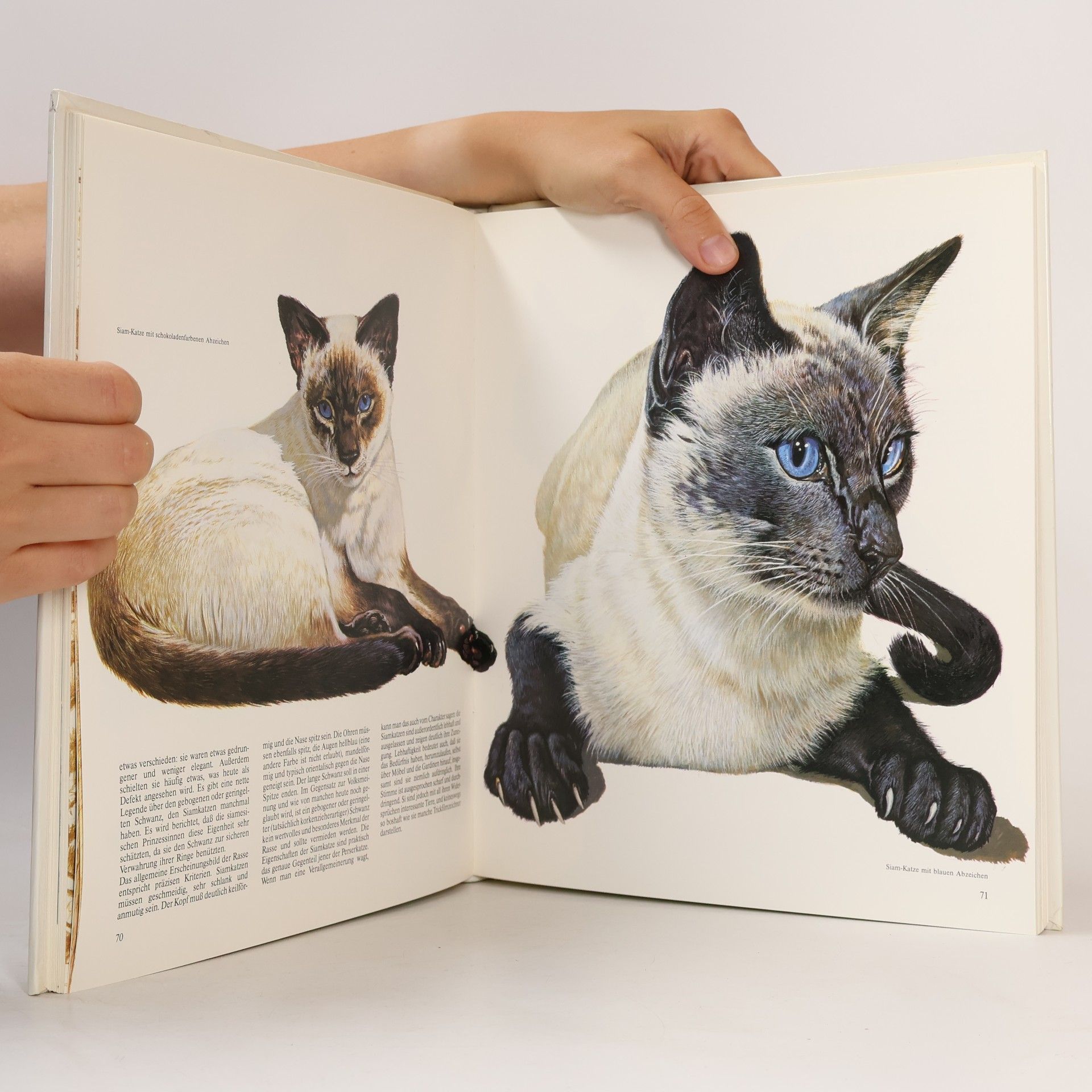 Eugenia Natoli Geliebte Katzen
