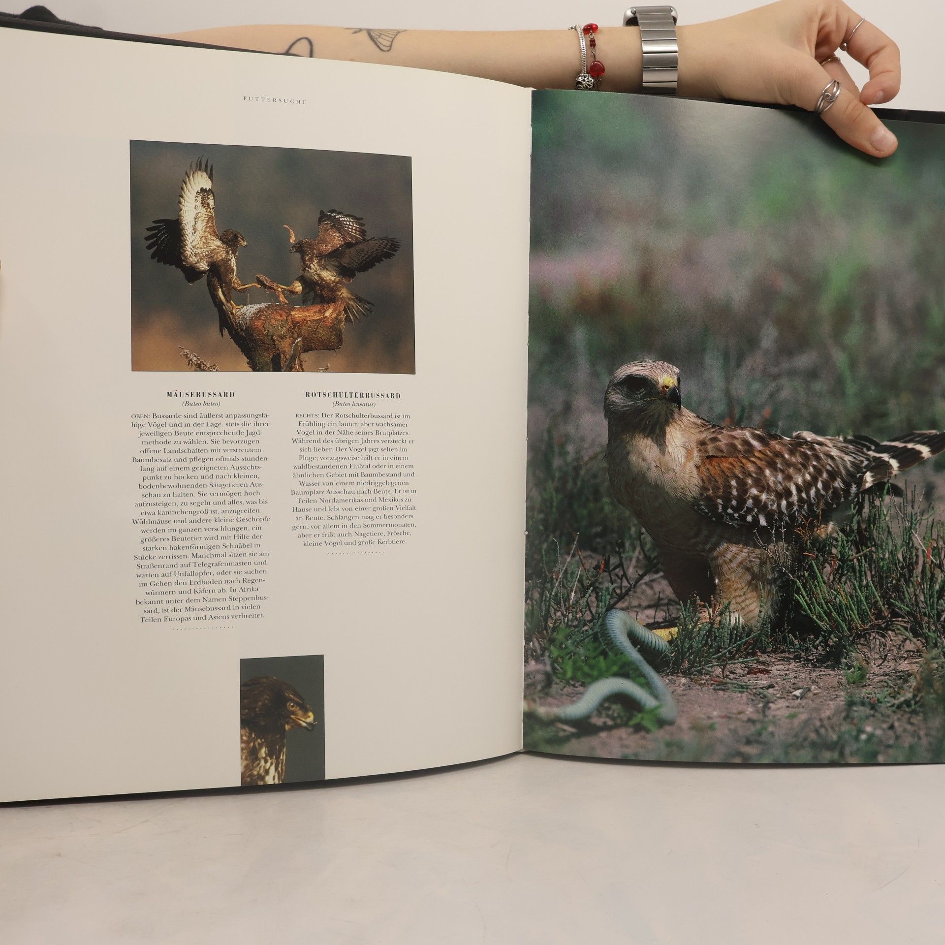 Mark Carwardine Wunderbare Welt der Vögel