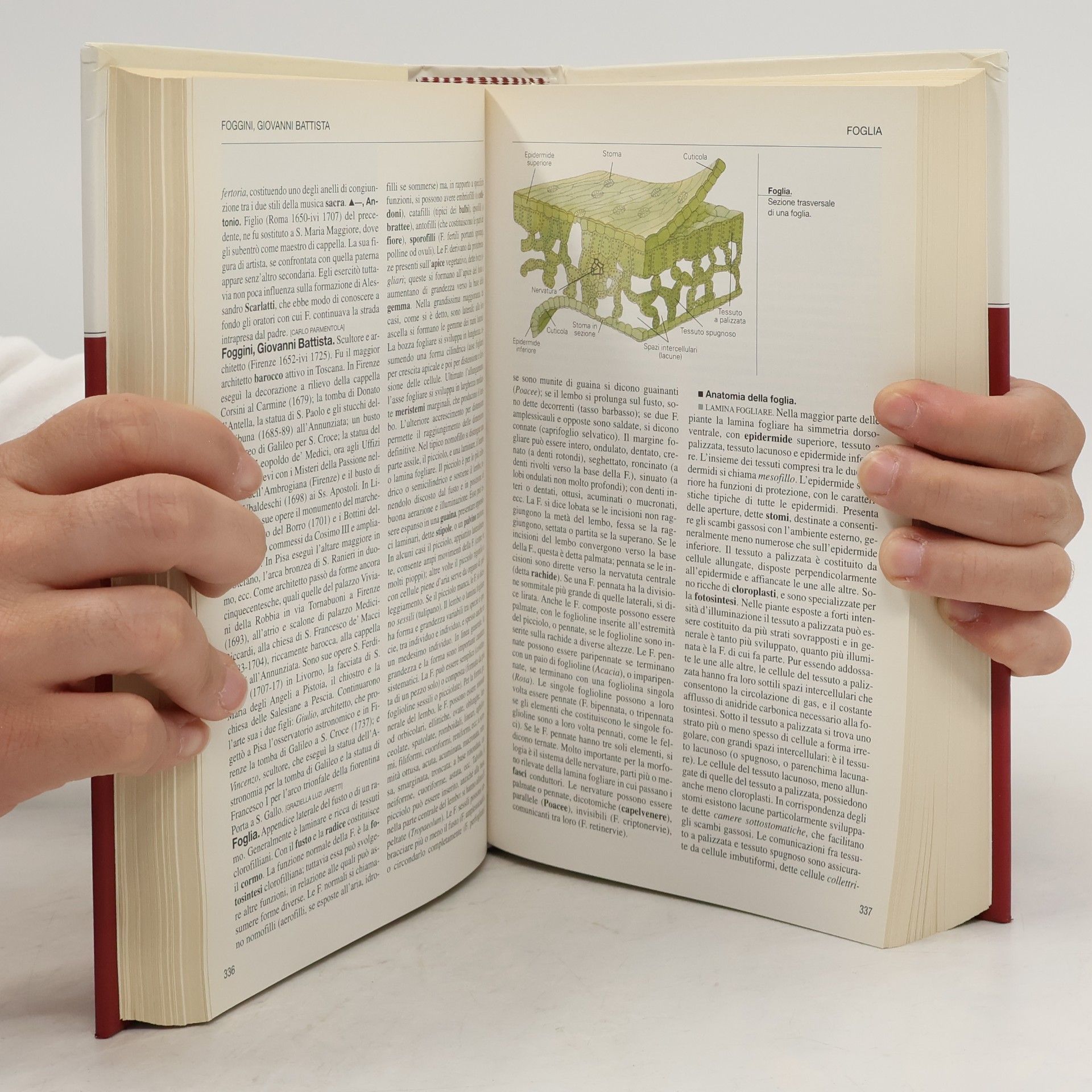 Autorenkollektiv L'Enciclopedia 8. Felid-Ganz