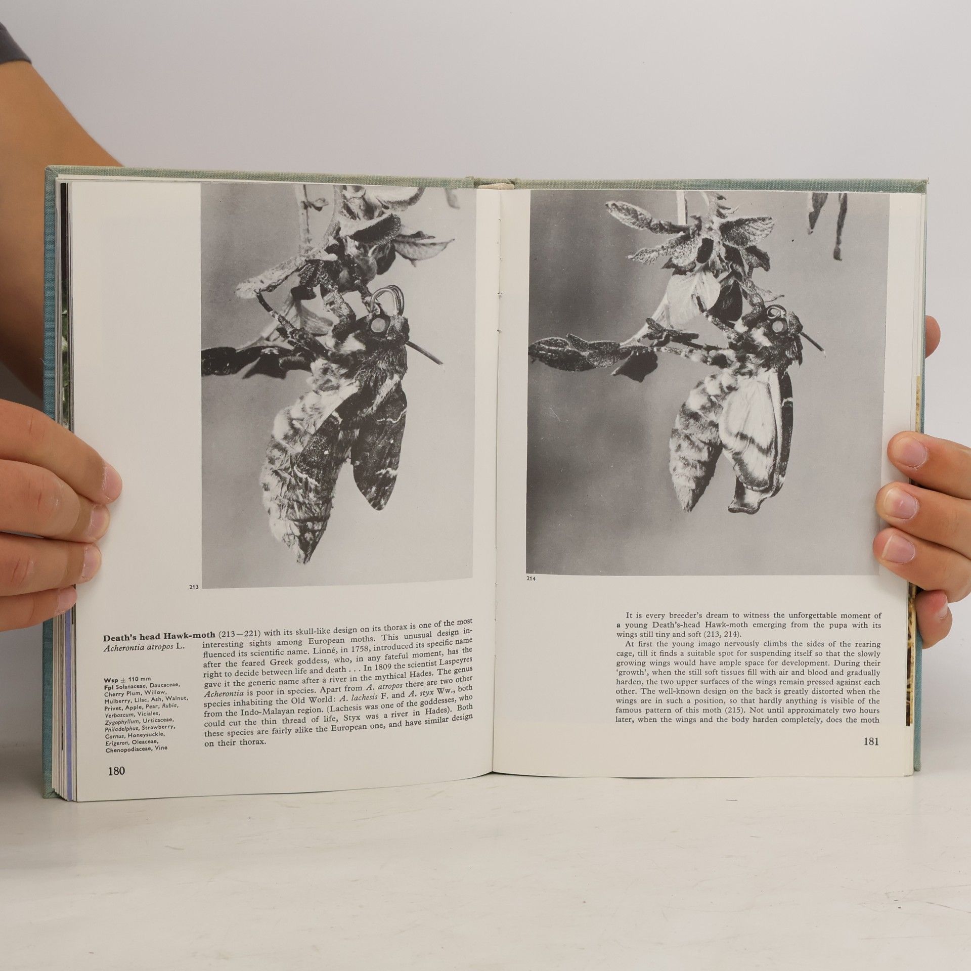 Václav Jan Staněk The Illustrated Encyclopedia of Butterflies & Moths