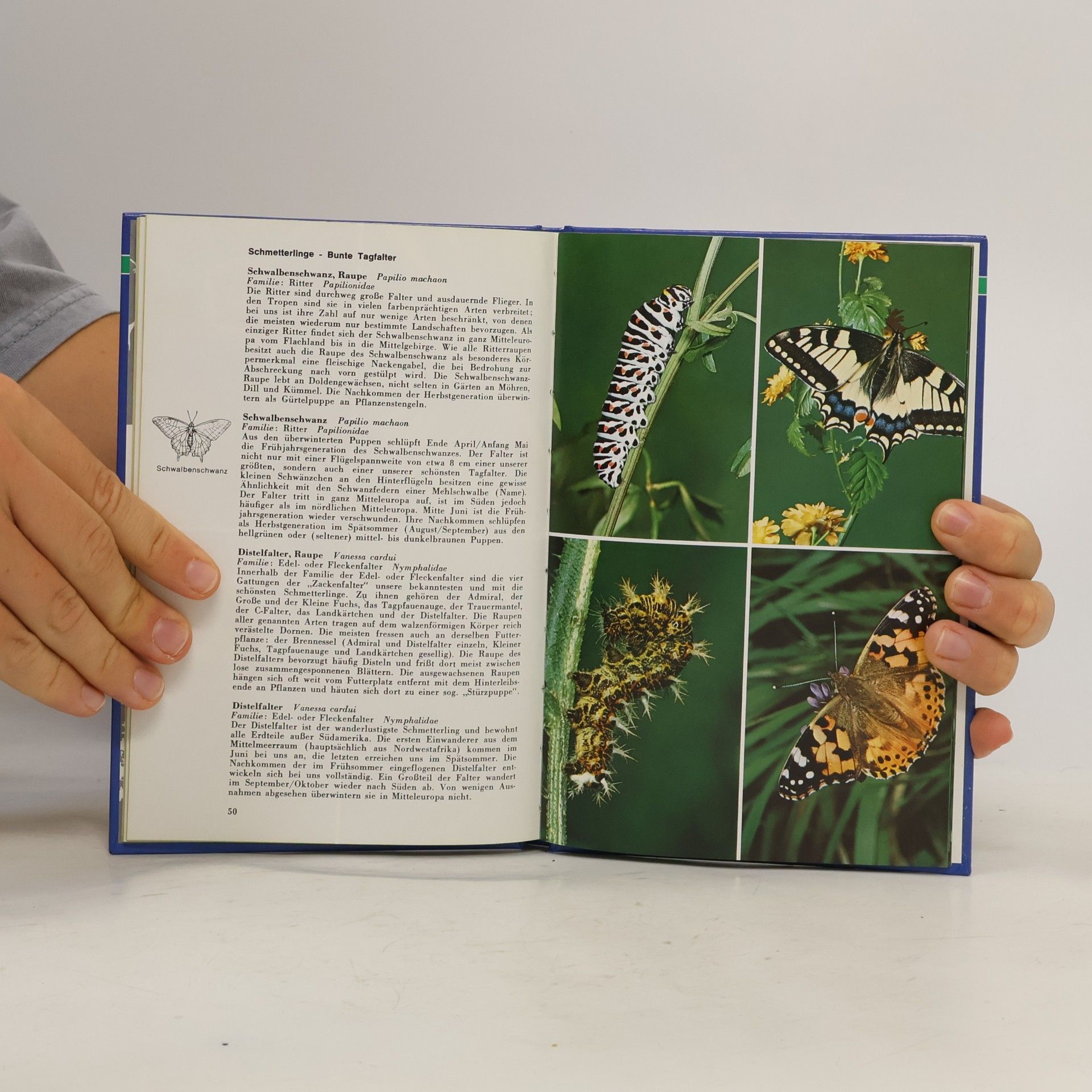 Hans Pfletschinger Insekten