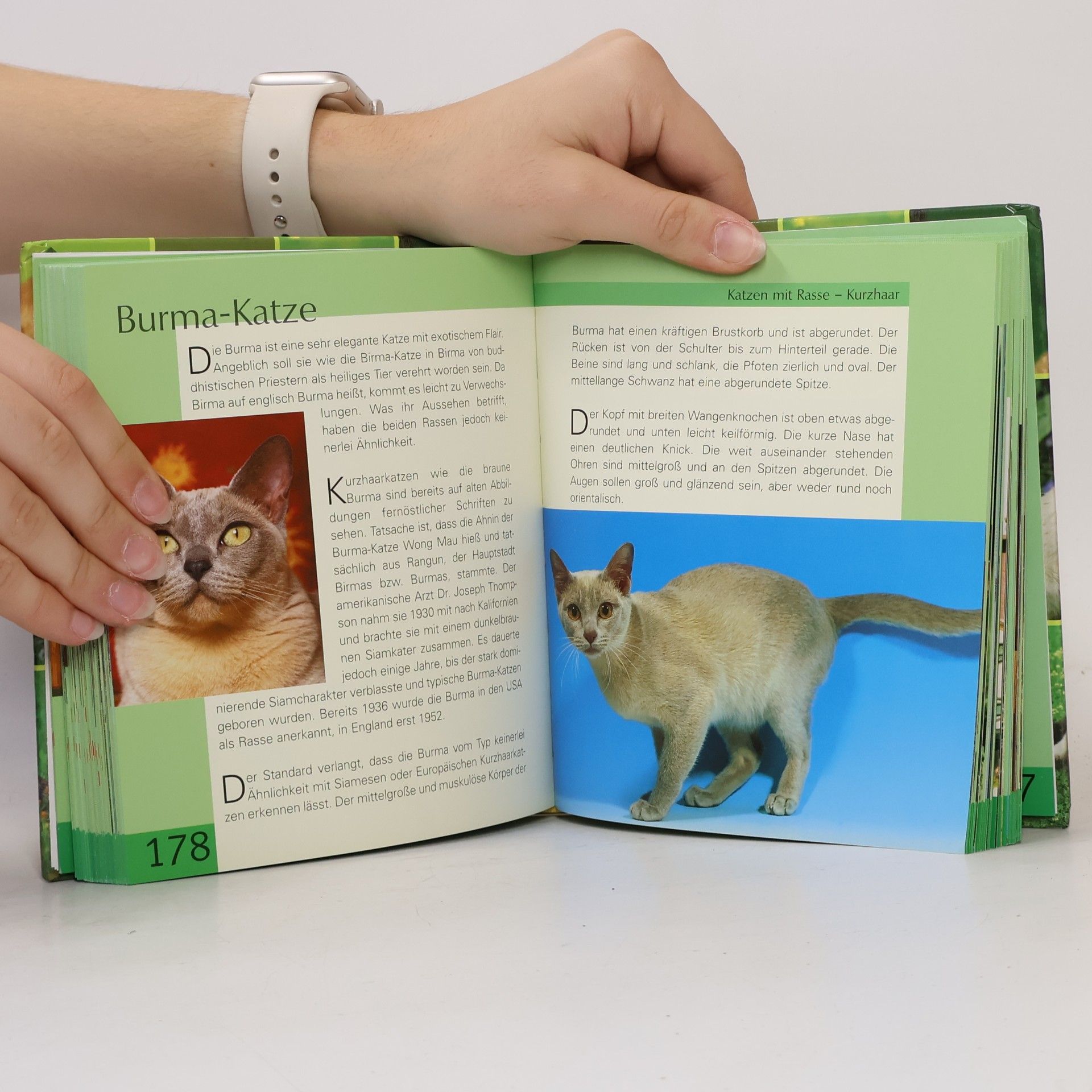 Handbuch Katzen