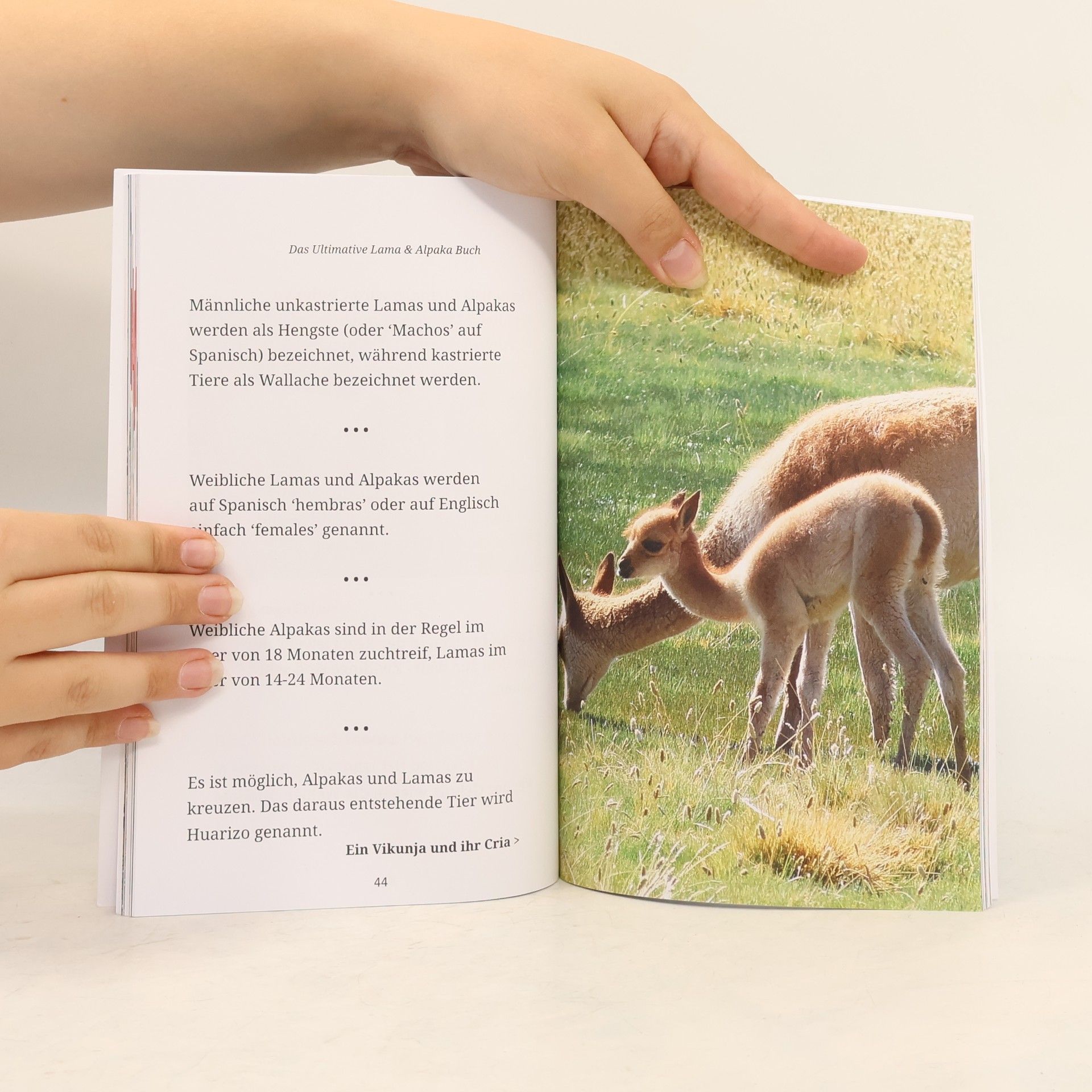 Jenny Kellett Lama & Alpaka Bücher