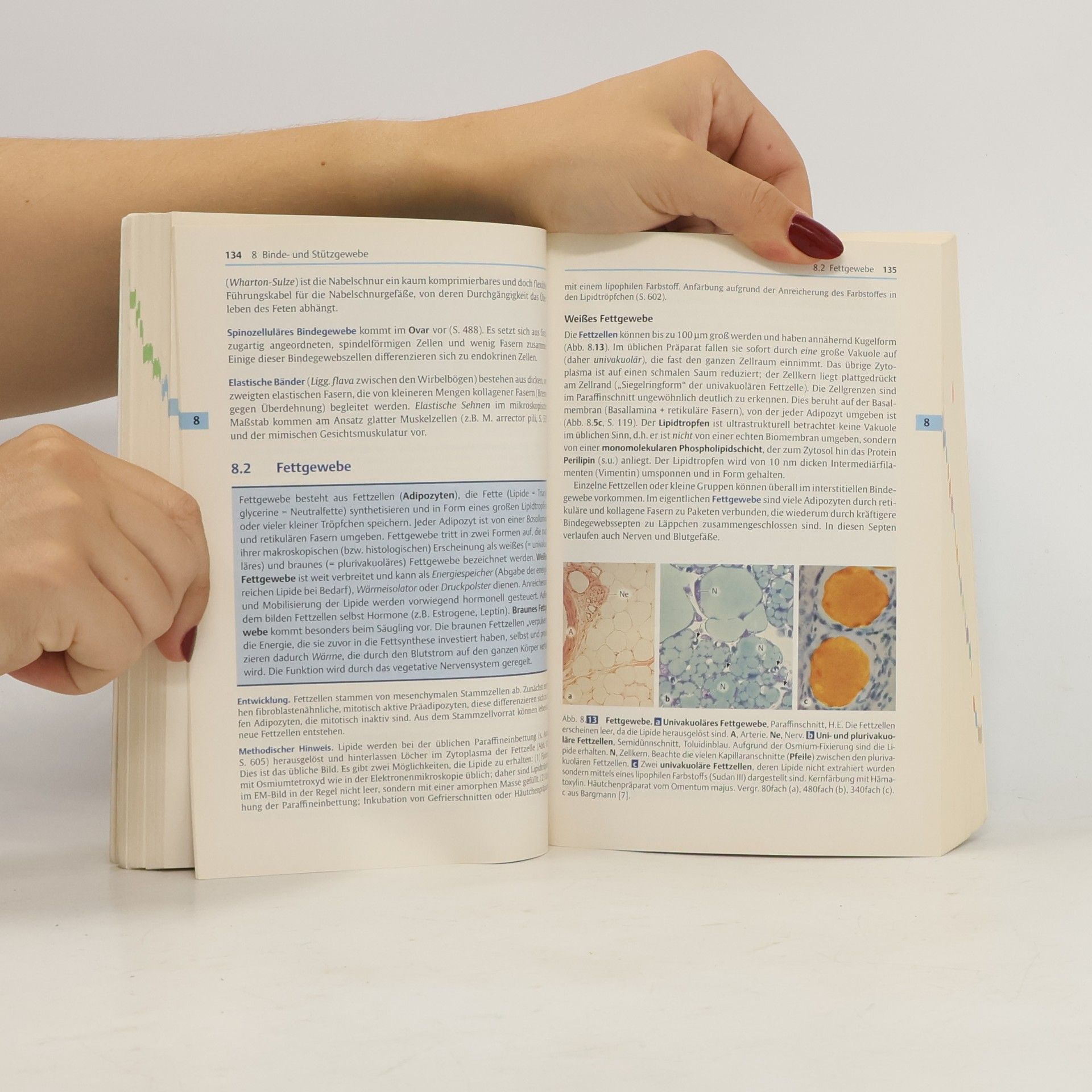 Renate Lüllmann-Rauch Taschenlehrbuch Histologie