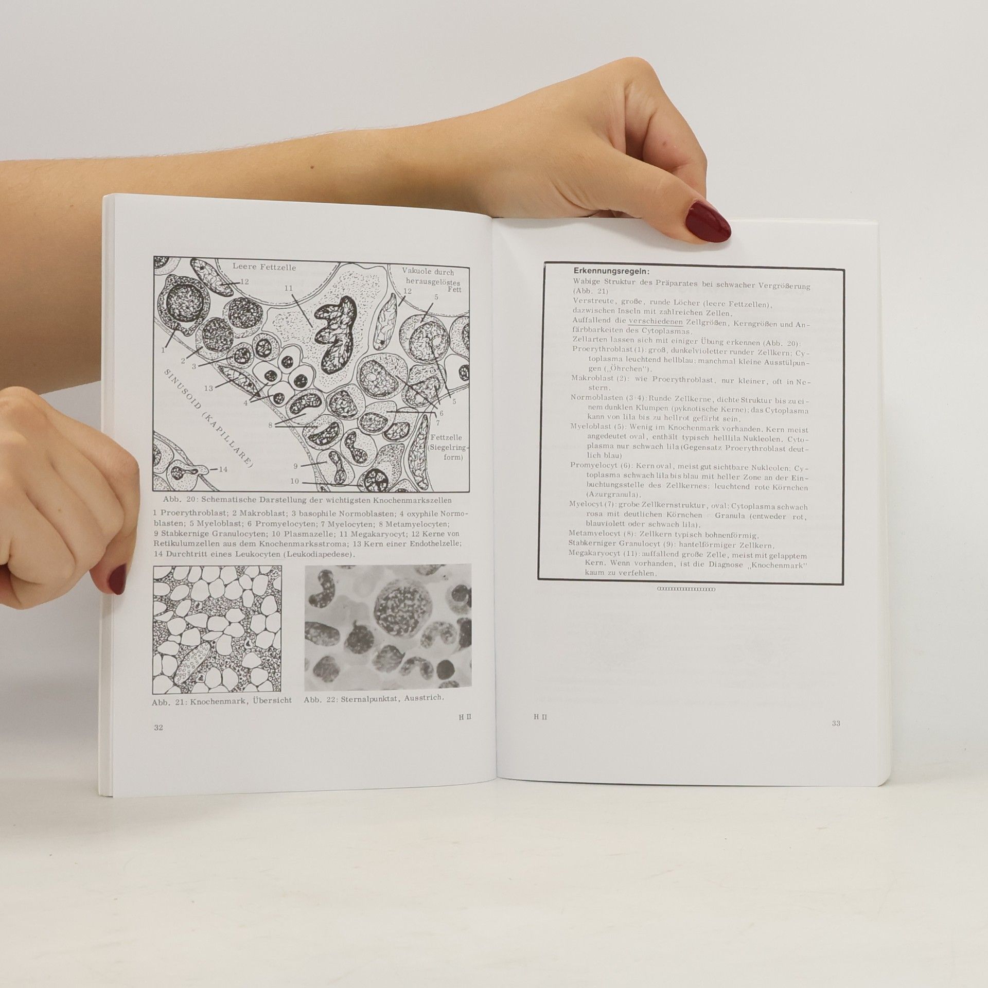 Autorenkollektiv Histologie 2. Auxilium Repetitorium