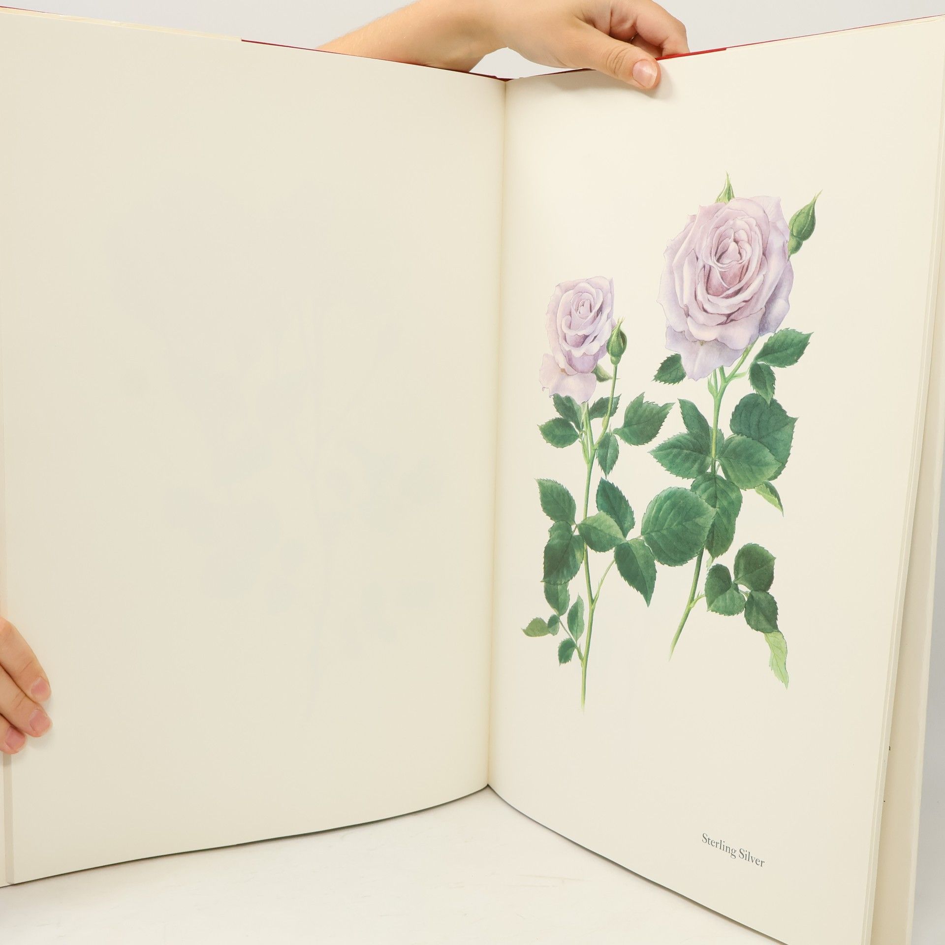 Lotte Günthart Vohm Ruhm der Rose