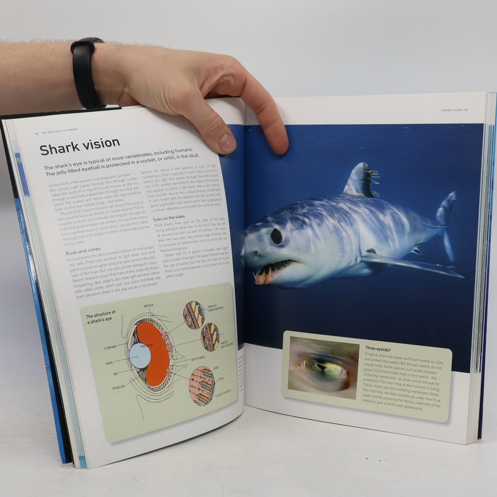 Steve Parker The Encyclopedia of Sharks: New Edition Completely Revised and Updated