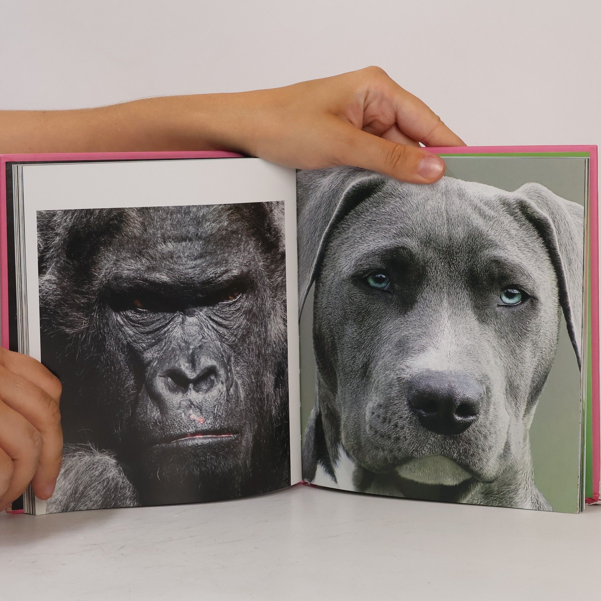 Rowena Jacobs This Book is Literally Just Pictures of Animals Silently Judging You