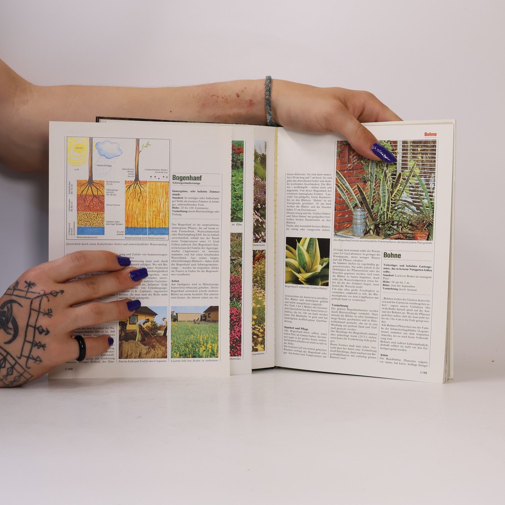 Autorenkollektiv Blumen & Garten 1. Das praktische Pflanzen-ABC