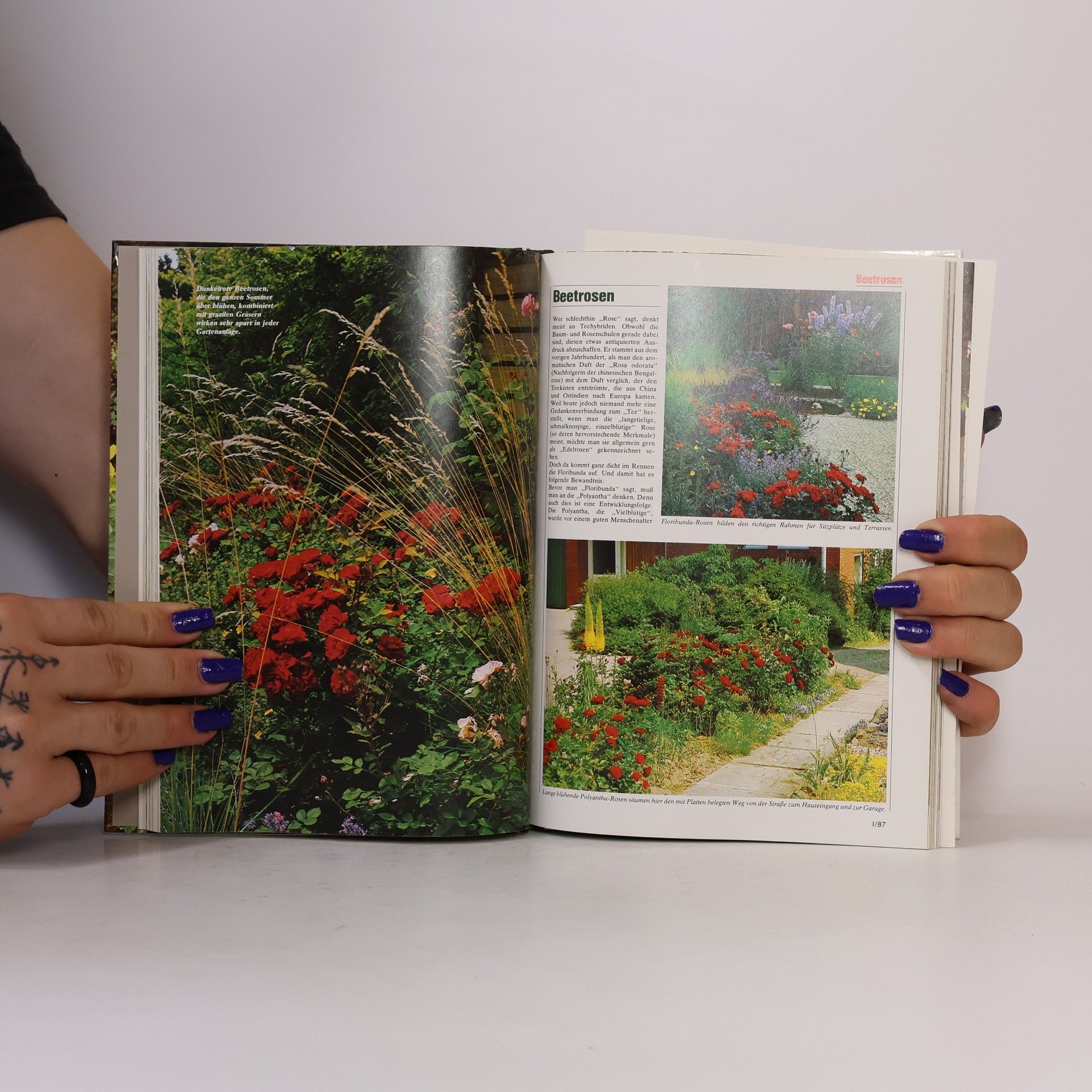 Autorenkollektiv Blumen & Garten 1. Das praktische Pflanzen-ABC