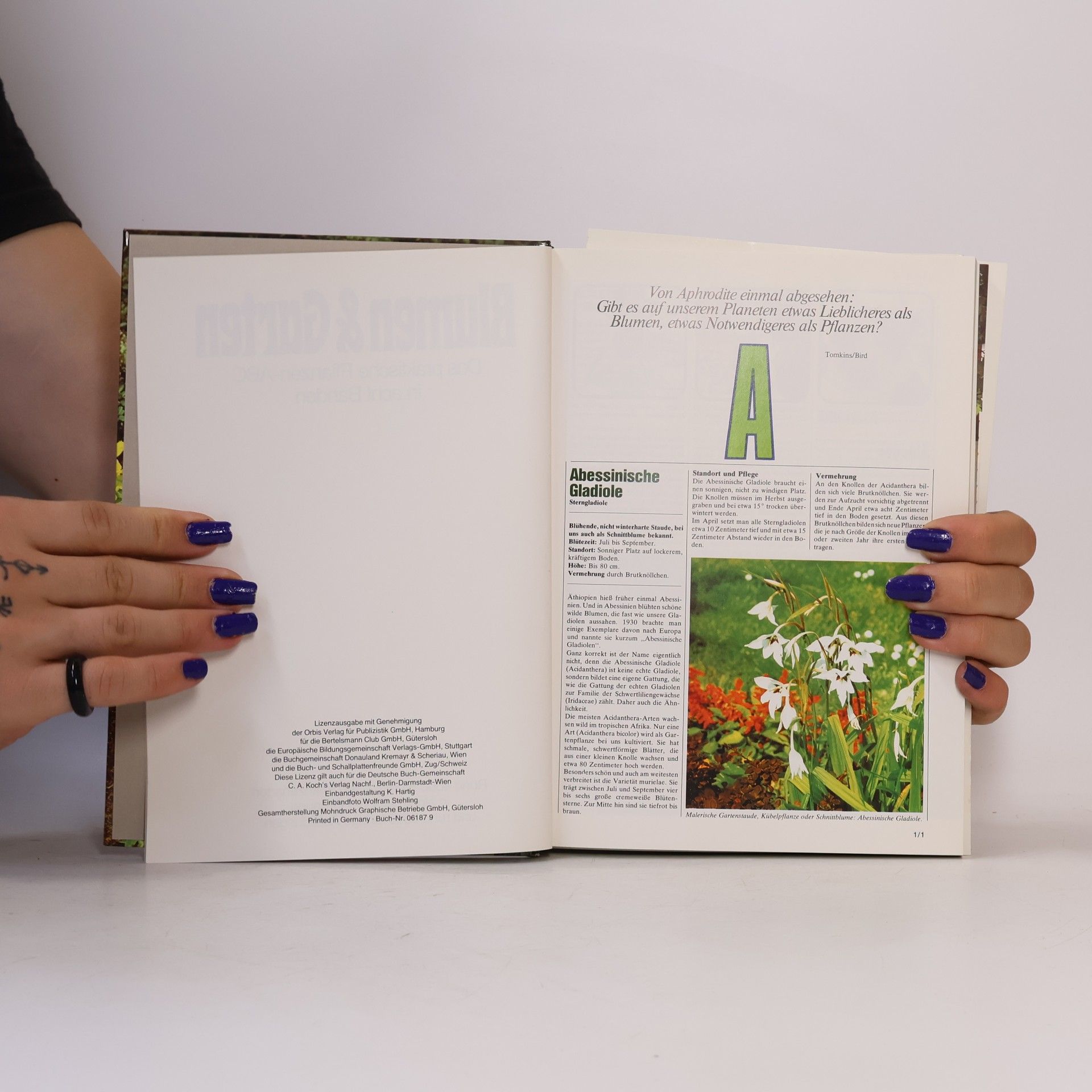 Autorenkollektiv Blumen & Garten 1. Das praktische Pflanzen-ABC