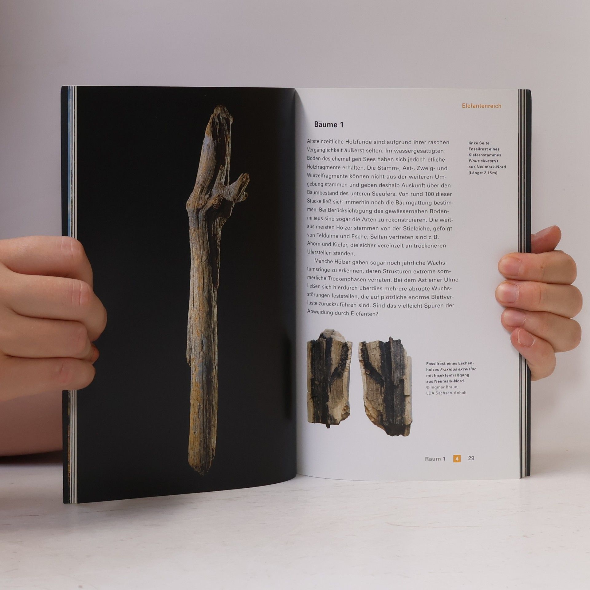 Autorenkollektiv Elefantenreich : Eine Fossilwelt in Europa