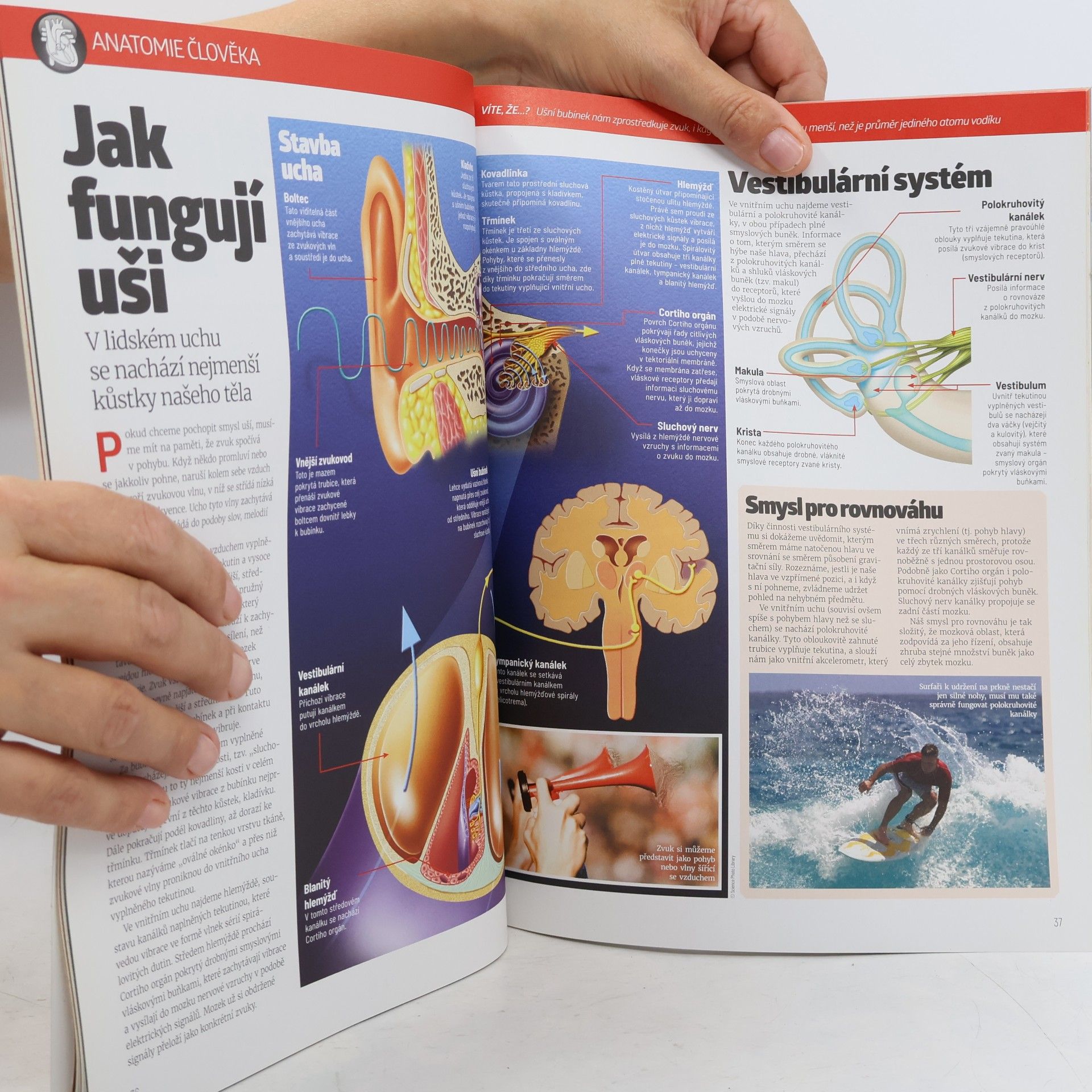 Various authors Lidské tělo. Všechno co potřebujete vědět o svém těle