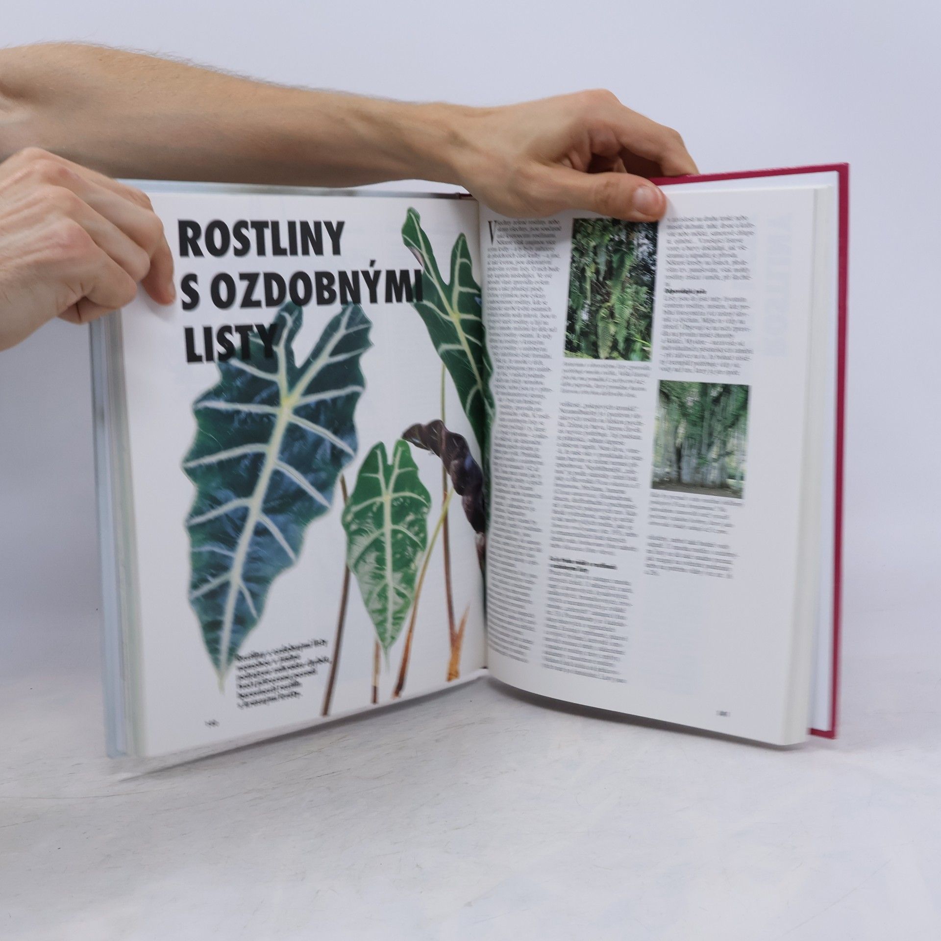 Halina Heitz Pokojové rostliny: Krása v květech i listech
