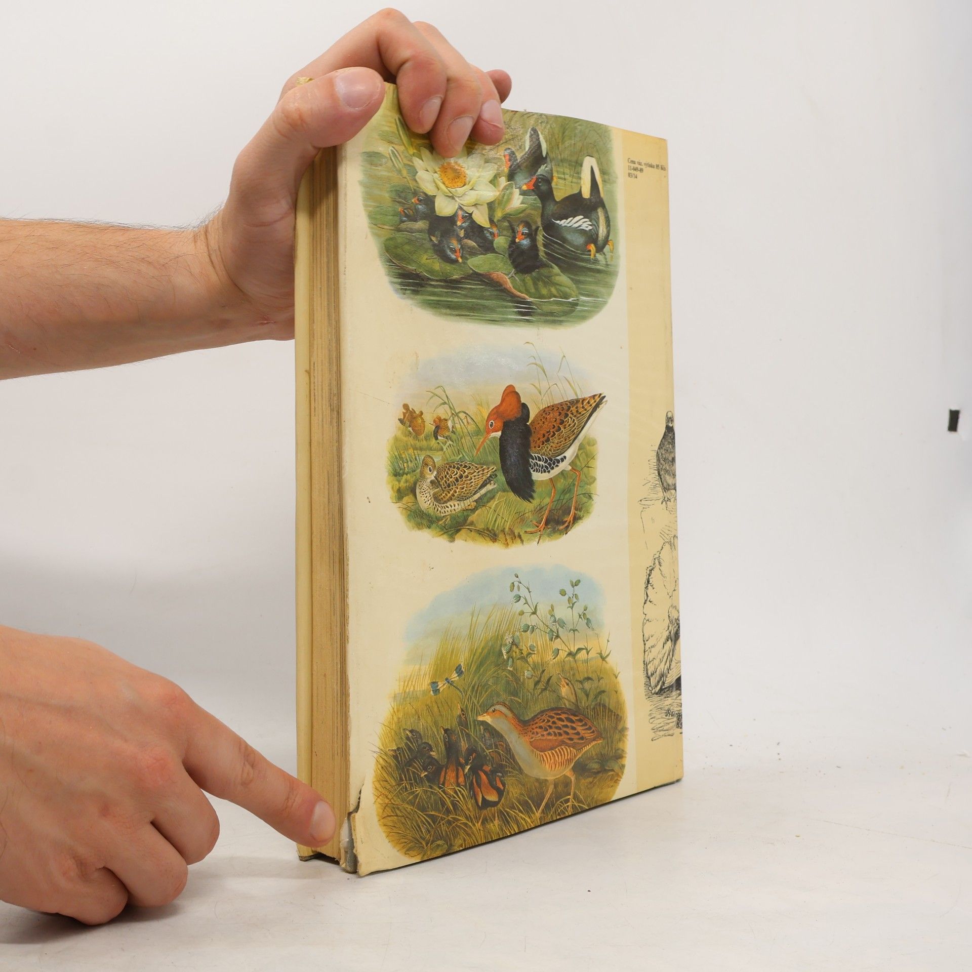 Charles Darwin Darwinův původ druhů v ilustracích