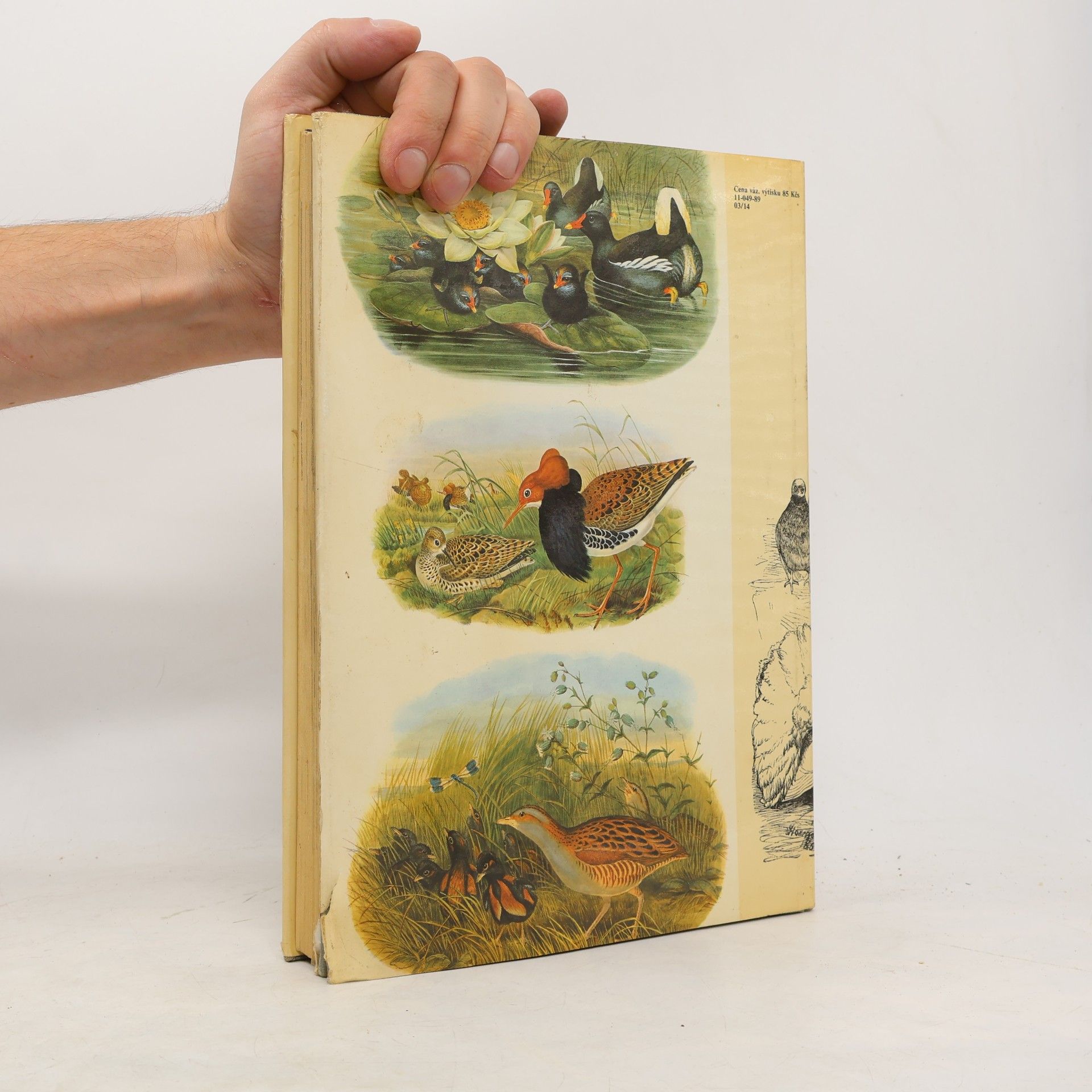 Charles Darwin Darwinův původ druhů v ilustracích